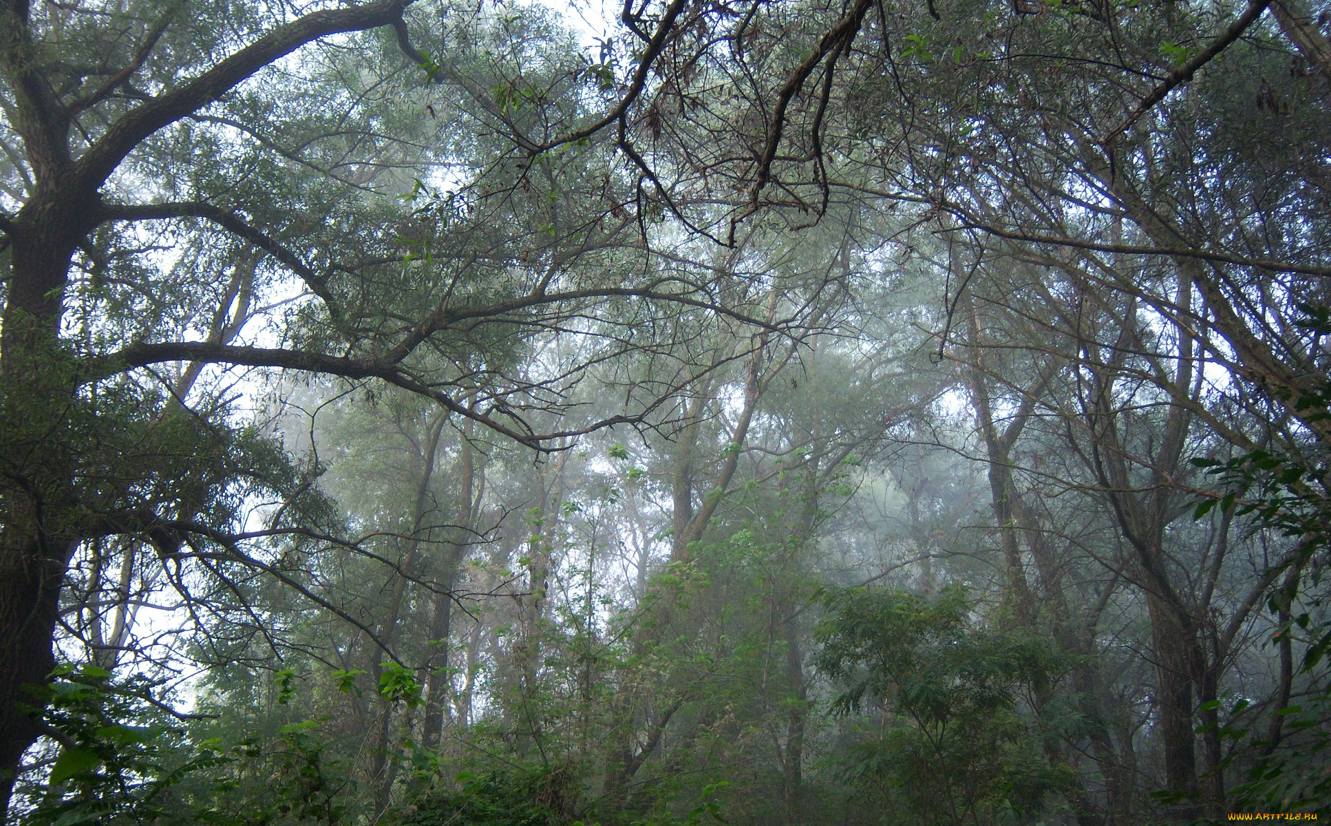 природа, лес, туман, ветви