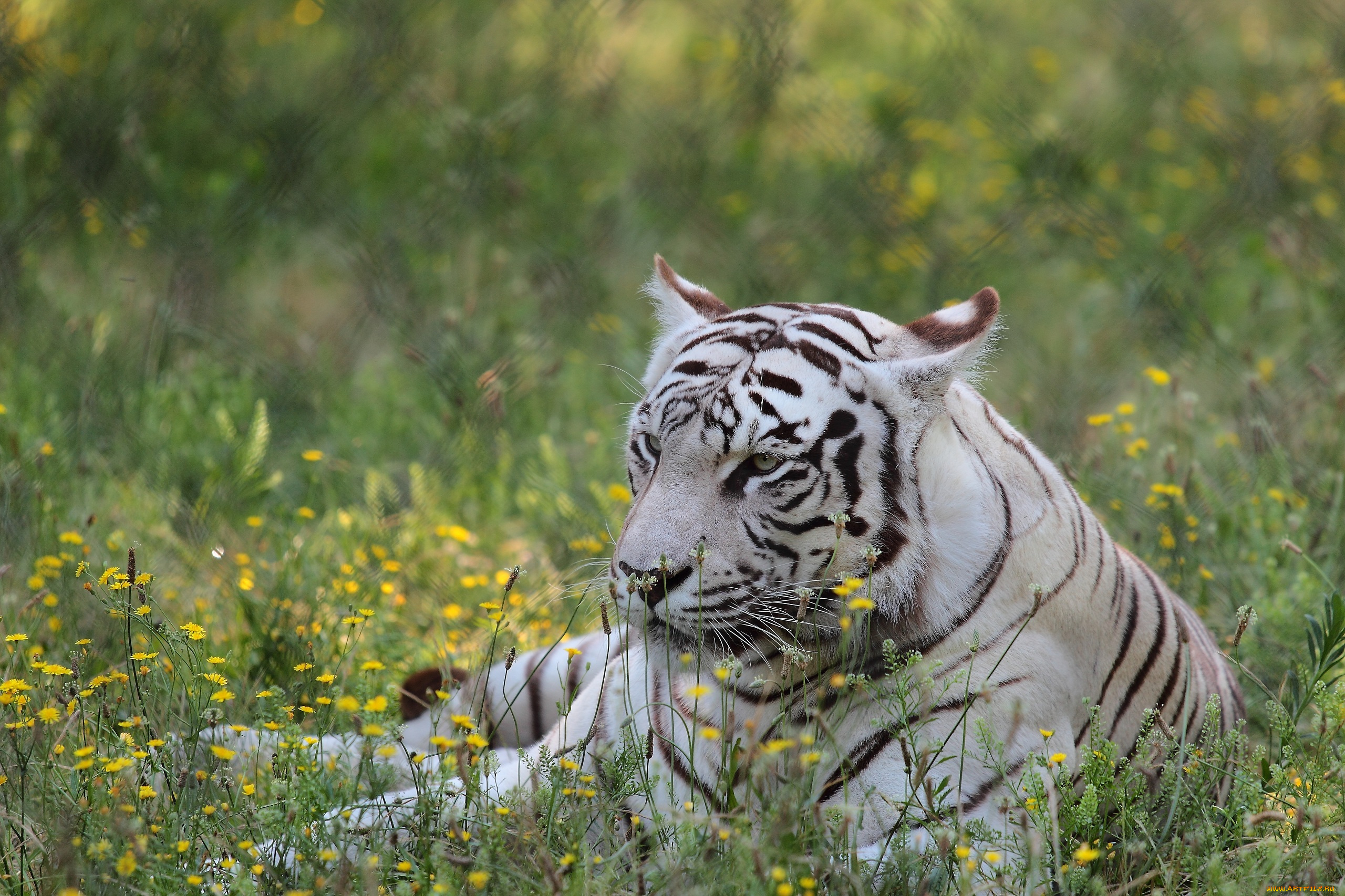 животные, тигры, отдых, цветы, белый, тигр