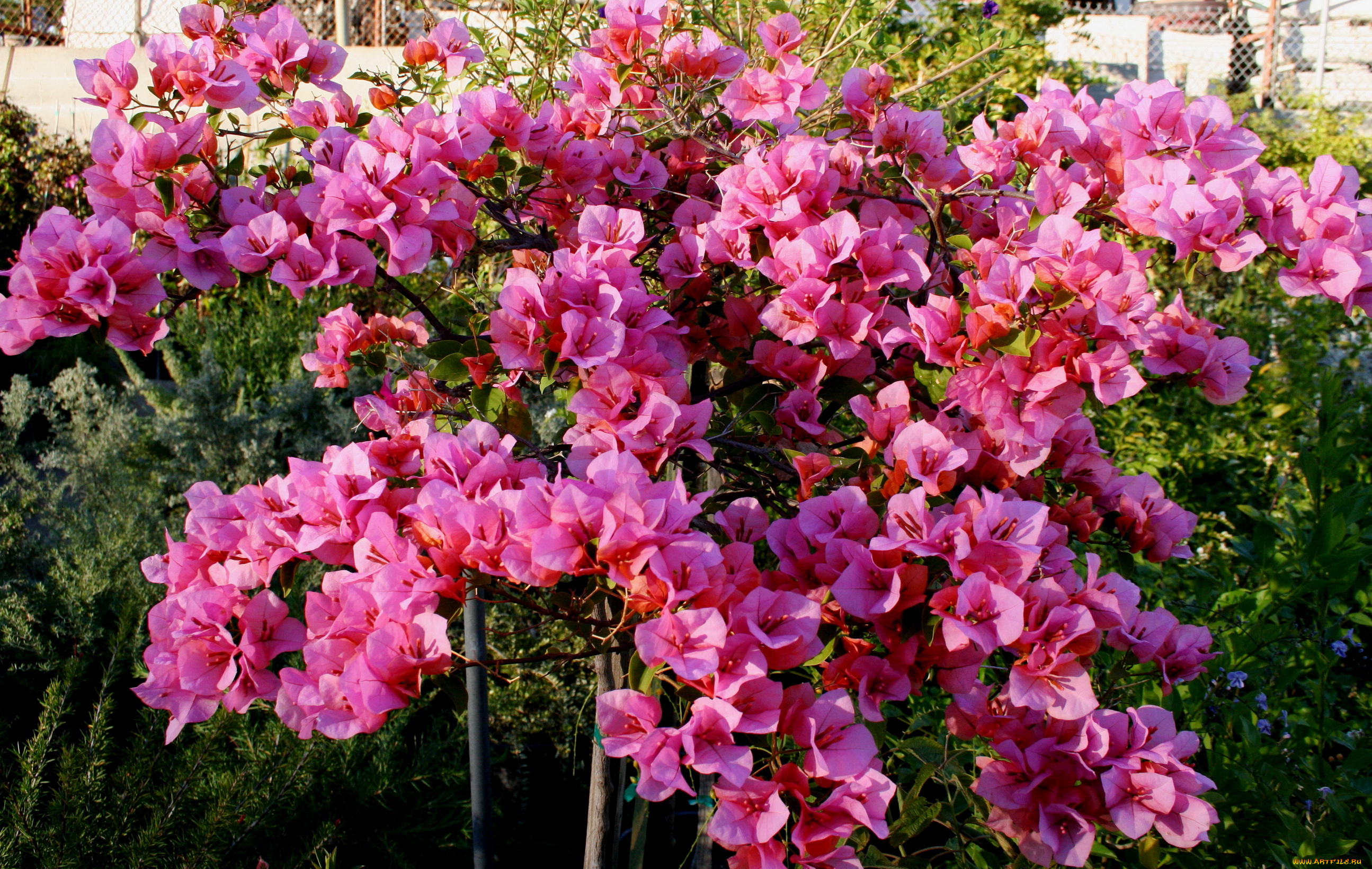 цветы, бугенвиллея, bougainvillea, розовая