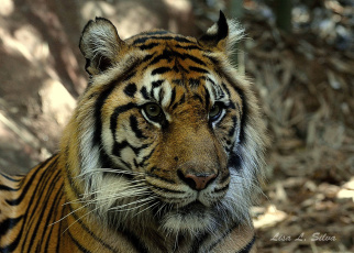 Картинка животные тигры тигр голова взгляд