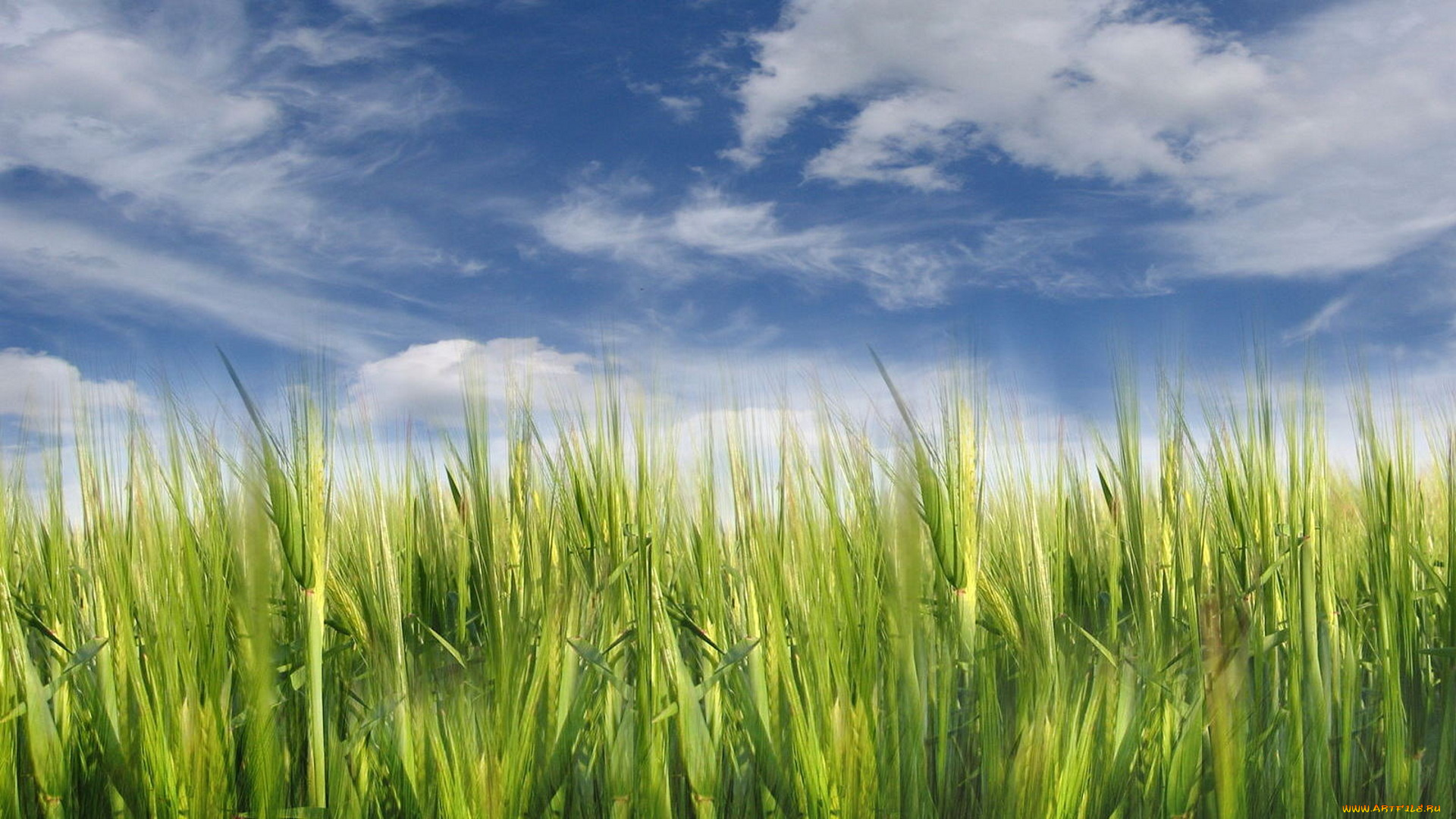 природа, поля, пшеница, поле, облака, небо