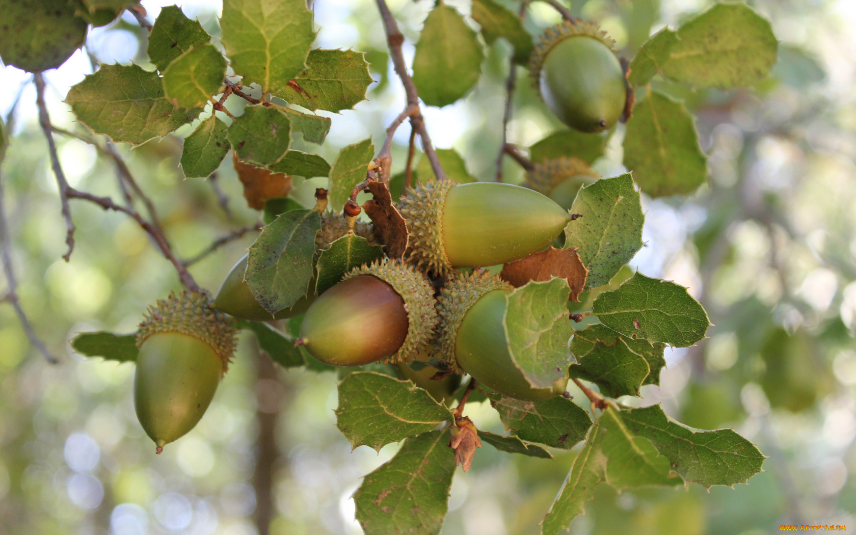 Дуб черешчатый семена. Дуб черешчатый (quercus robur). Желудь акация. Жёлуди дуба. Желудь дерево.