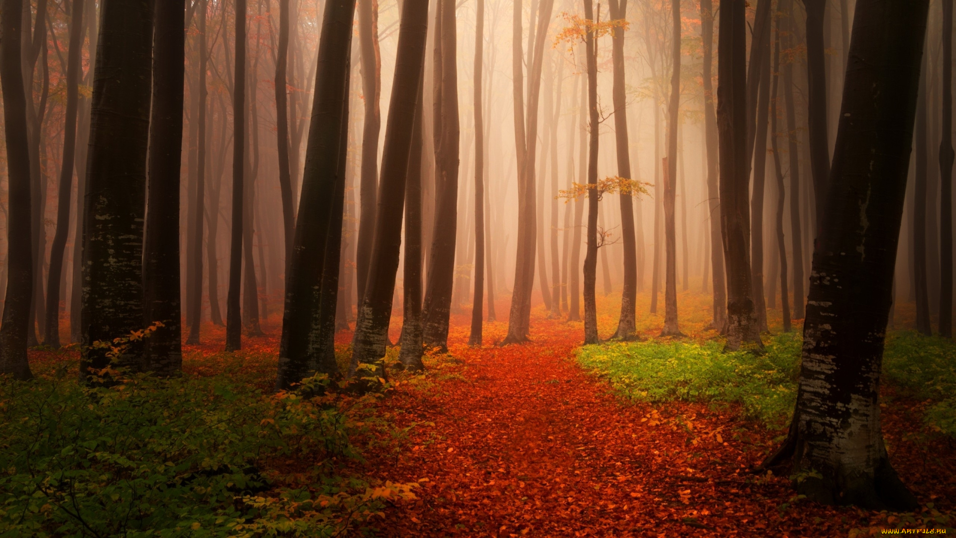 природа, лес, дорога, осень