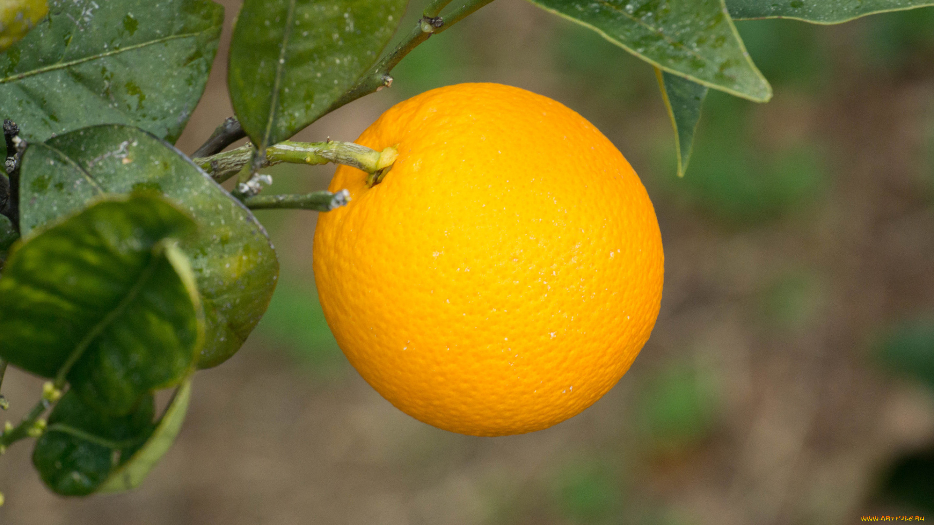 природа, плоды, апельсин
