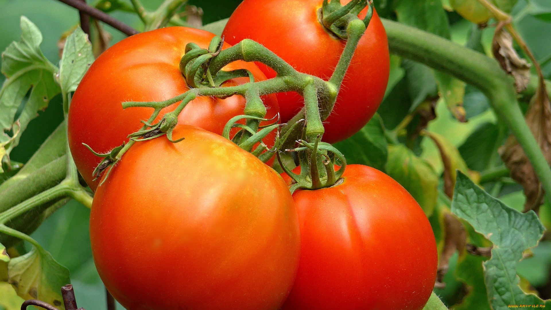 природа, плоды, томаты, помидоры