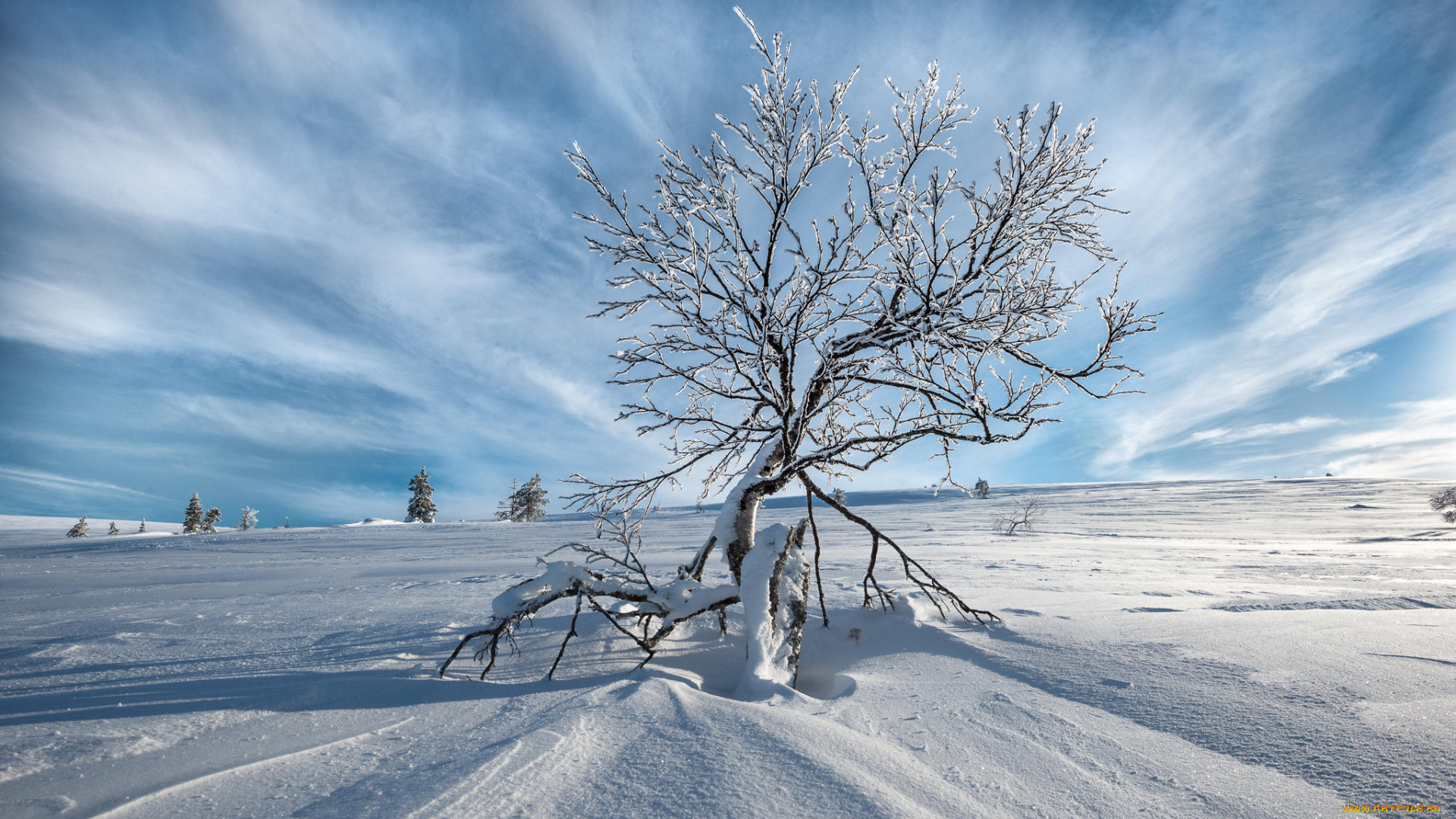 природа, зима, снег, сугробы, поле, дерево