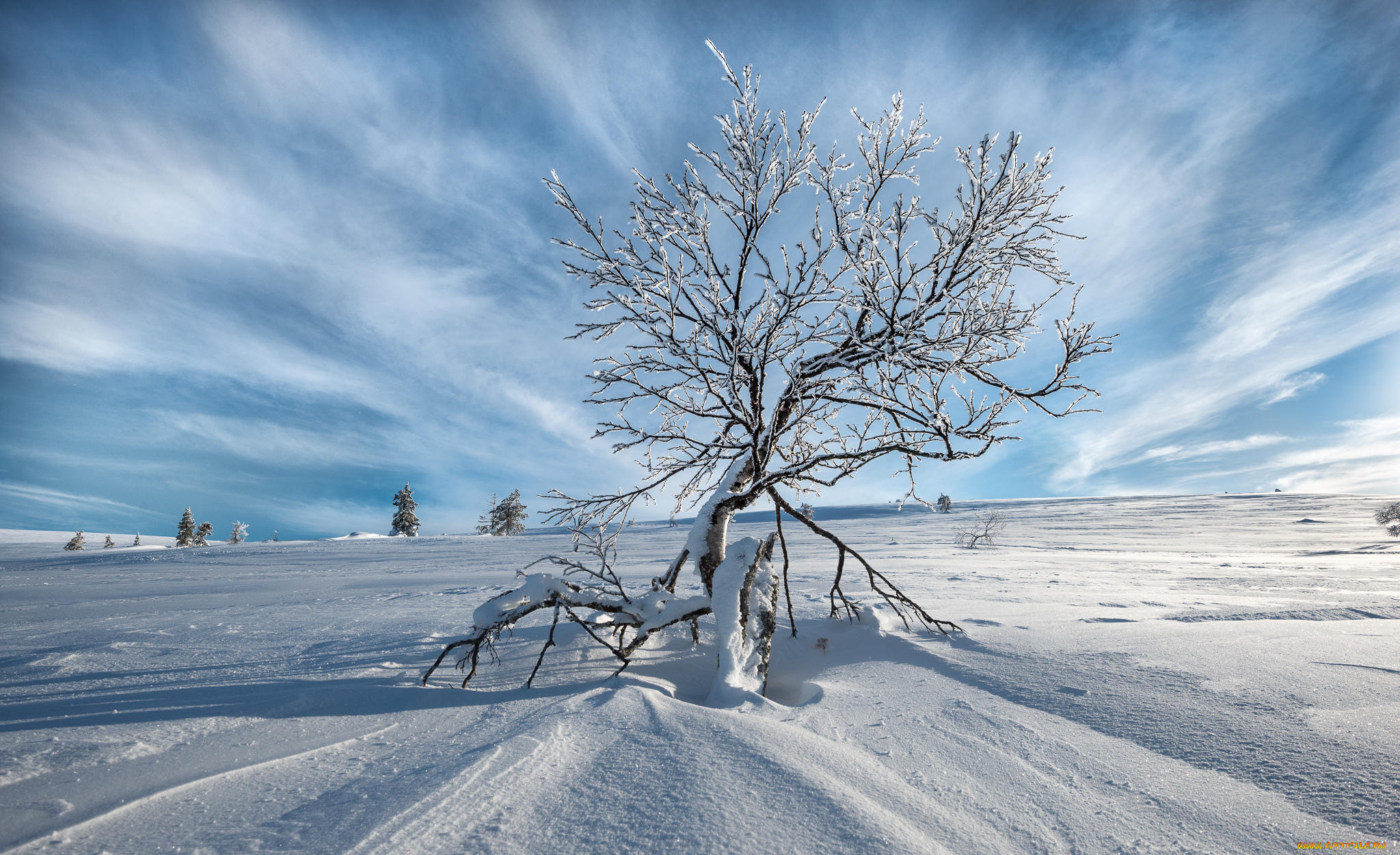 природа, зима, снег, сугробы, поле, дерево