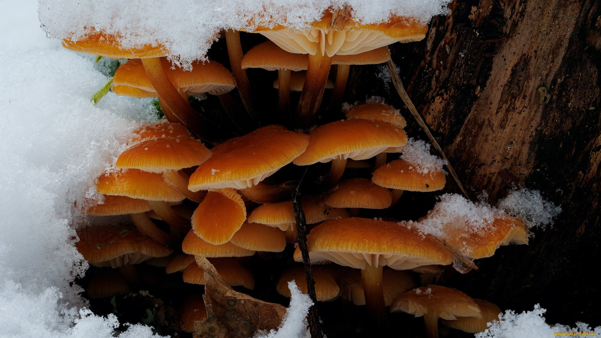 природа, грибы, зимний, гриб