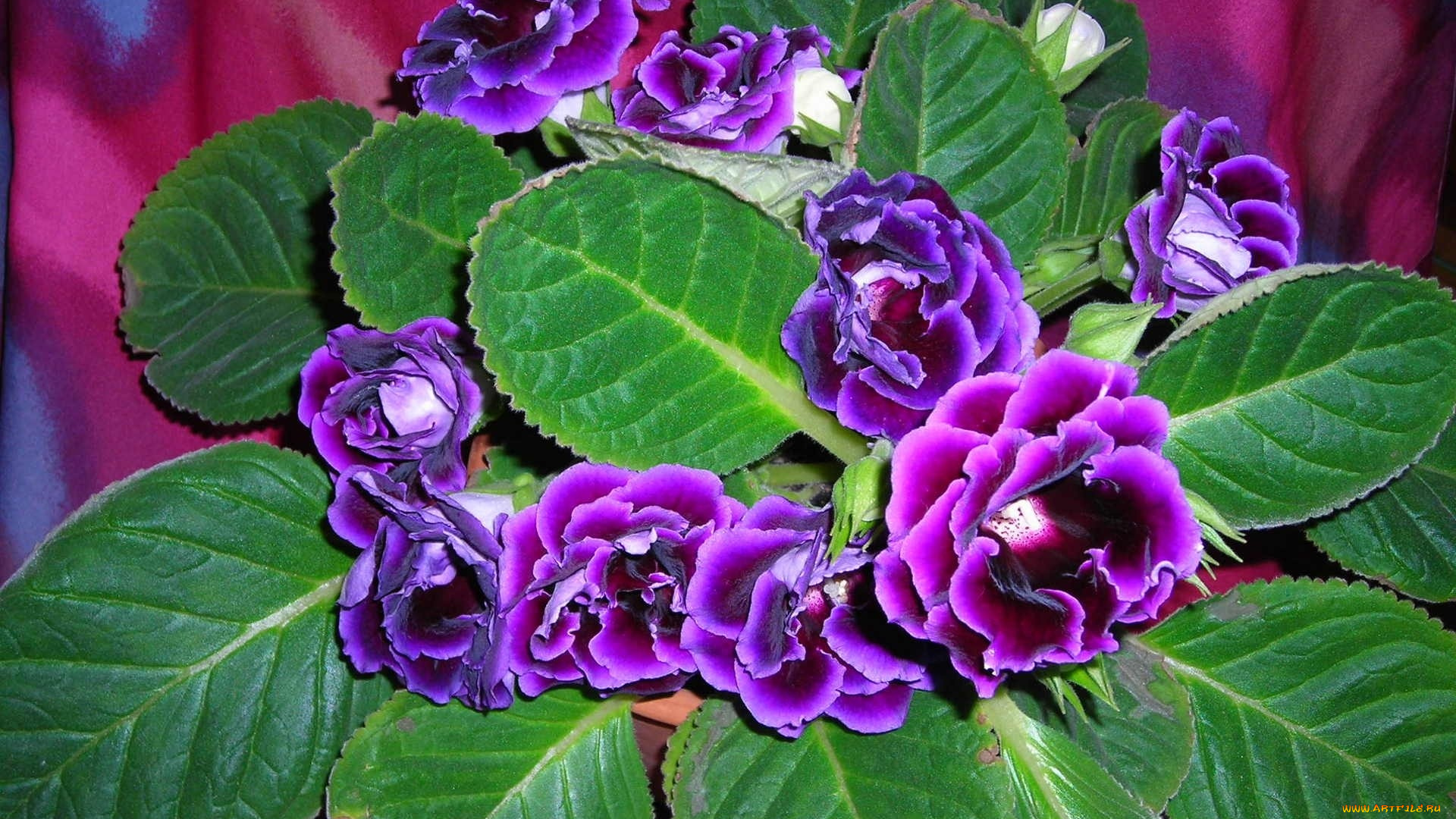 цветы, глоксиния, синнингия, яркий, фиолетовый