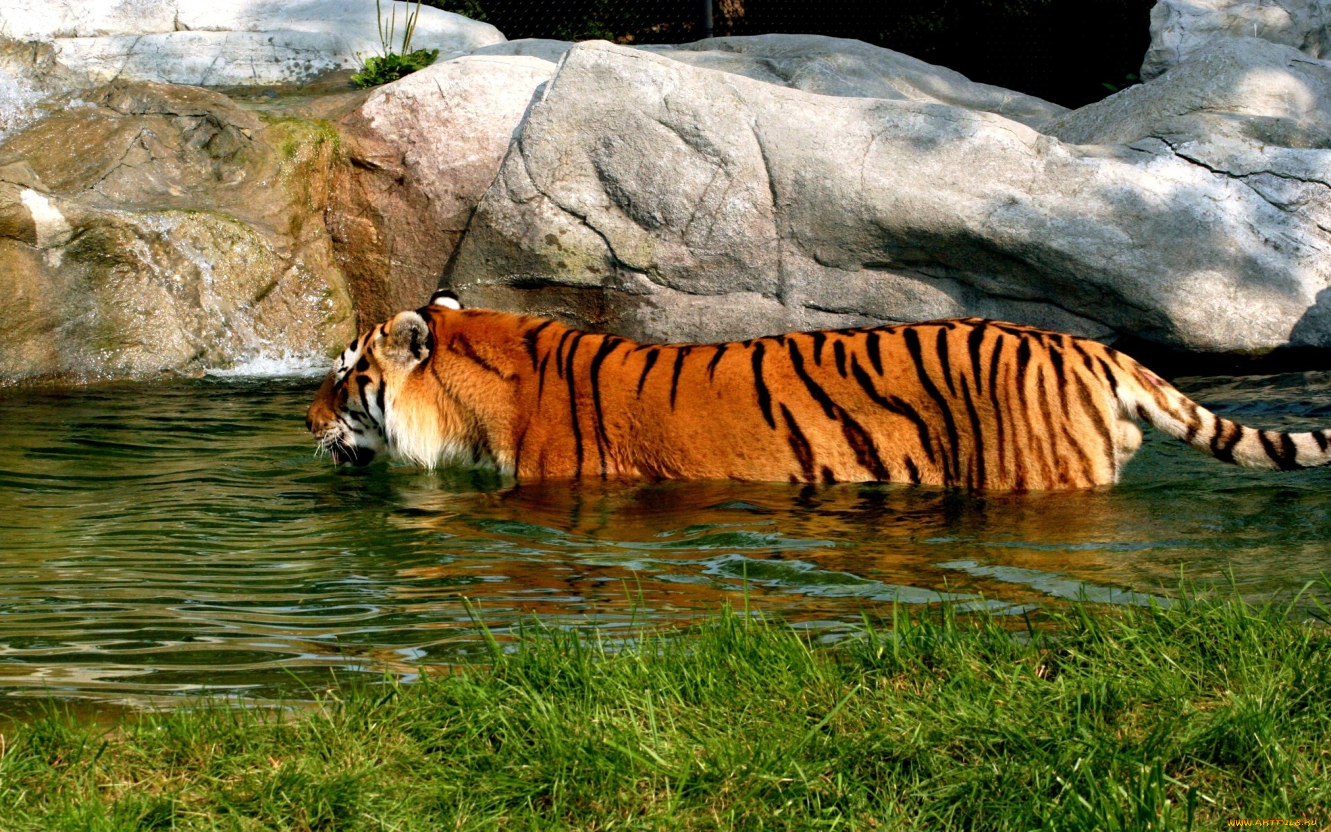 животные, тигры, тигр, вода