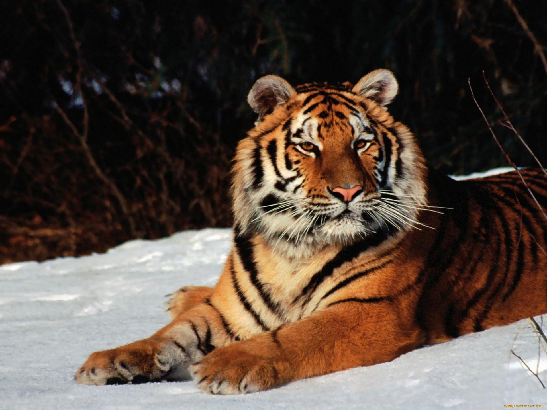 животные, тигры, снег, тигр