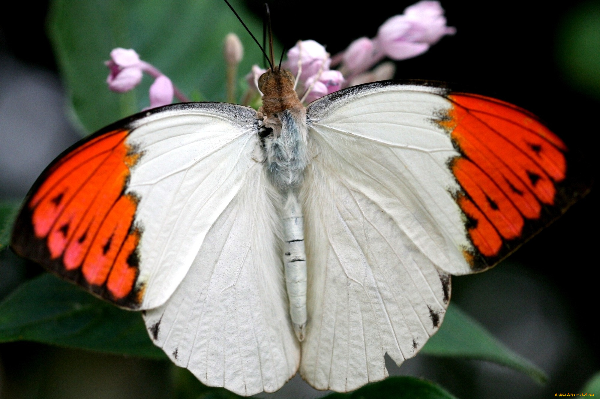животные, бабочки, бело-красный, крылья
