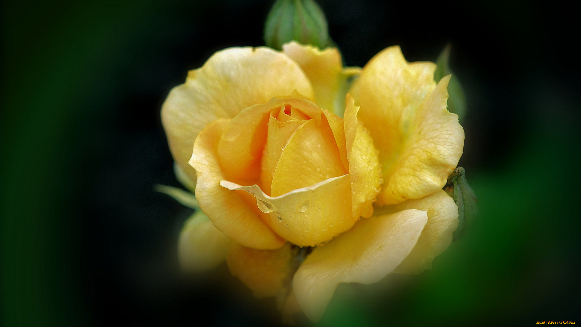 цветы, розы, капли, желтый
