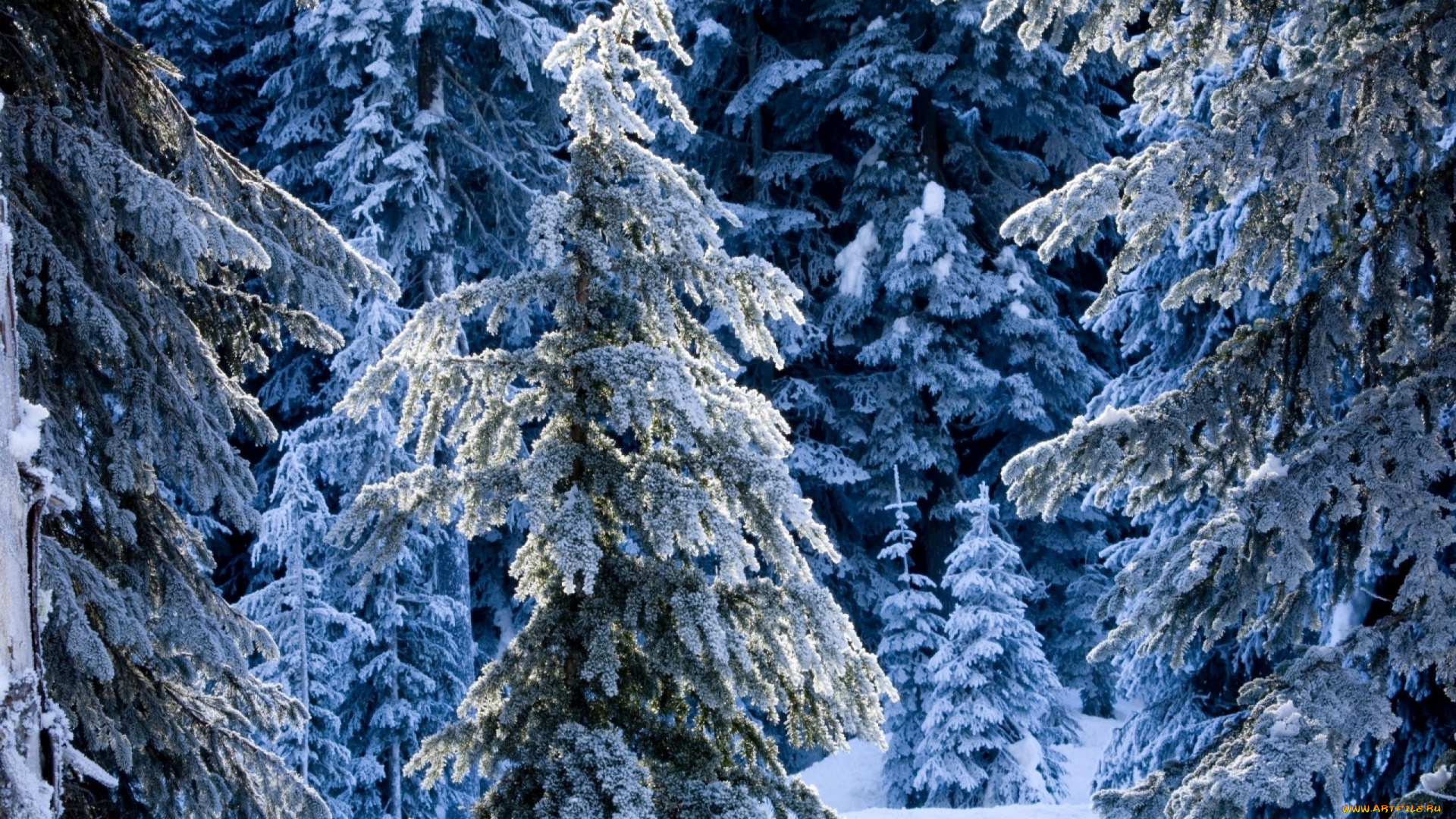 природа, зима, лес, елки