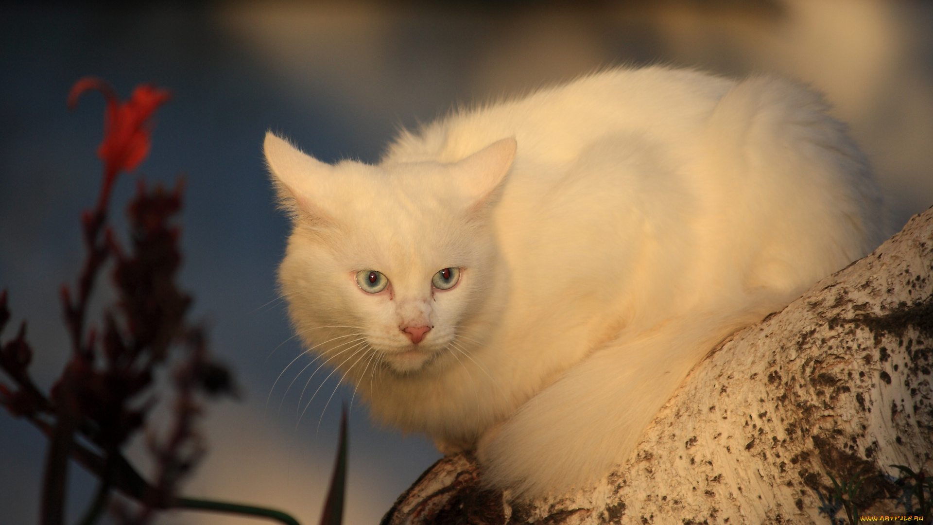 животные, коты, белый, кот