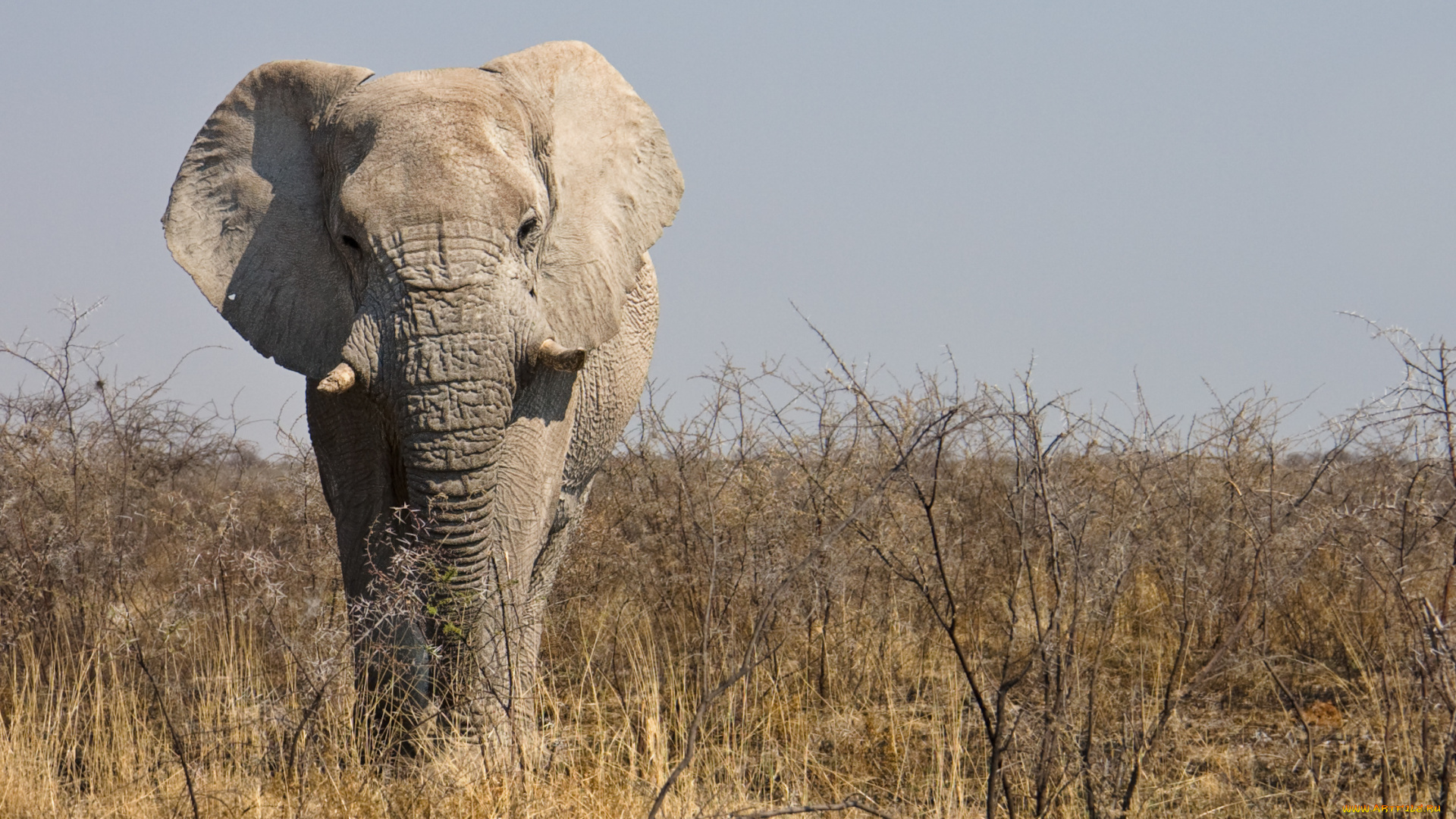 животные, слоны, саванна, самец, африканский, слон, намибия, etosha, national, park, национальный, парк, этоша