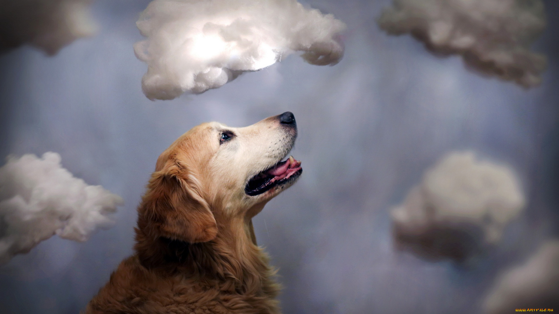 животные, собаки, облака