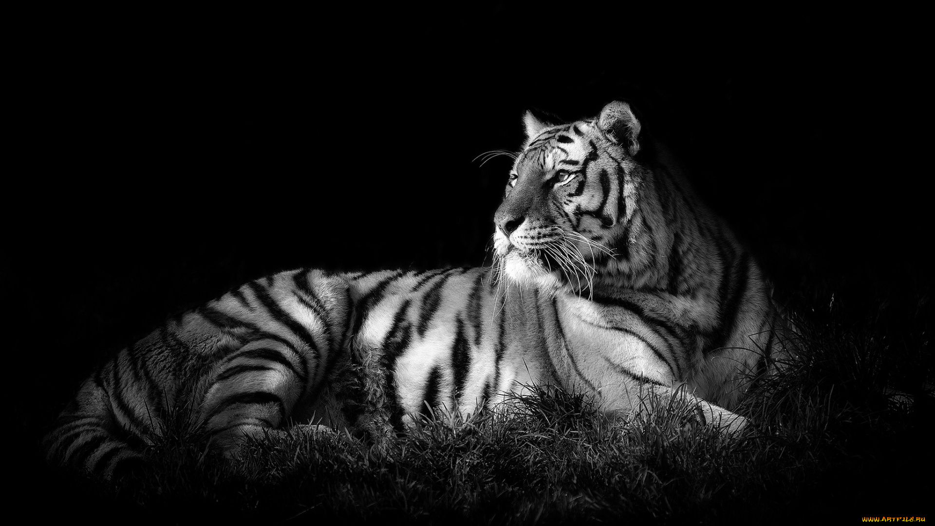 животные, тигры, хищник, сила