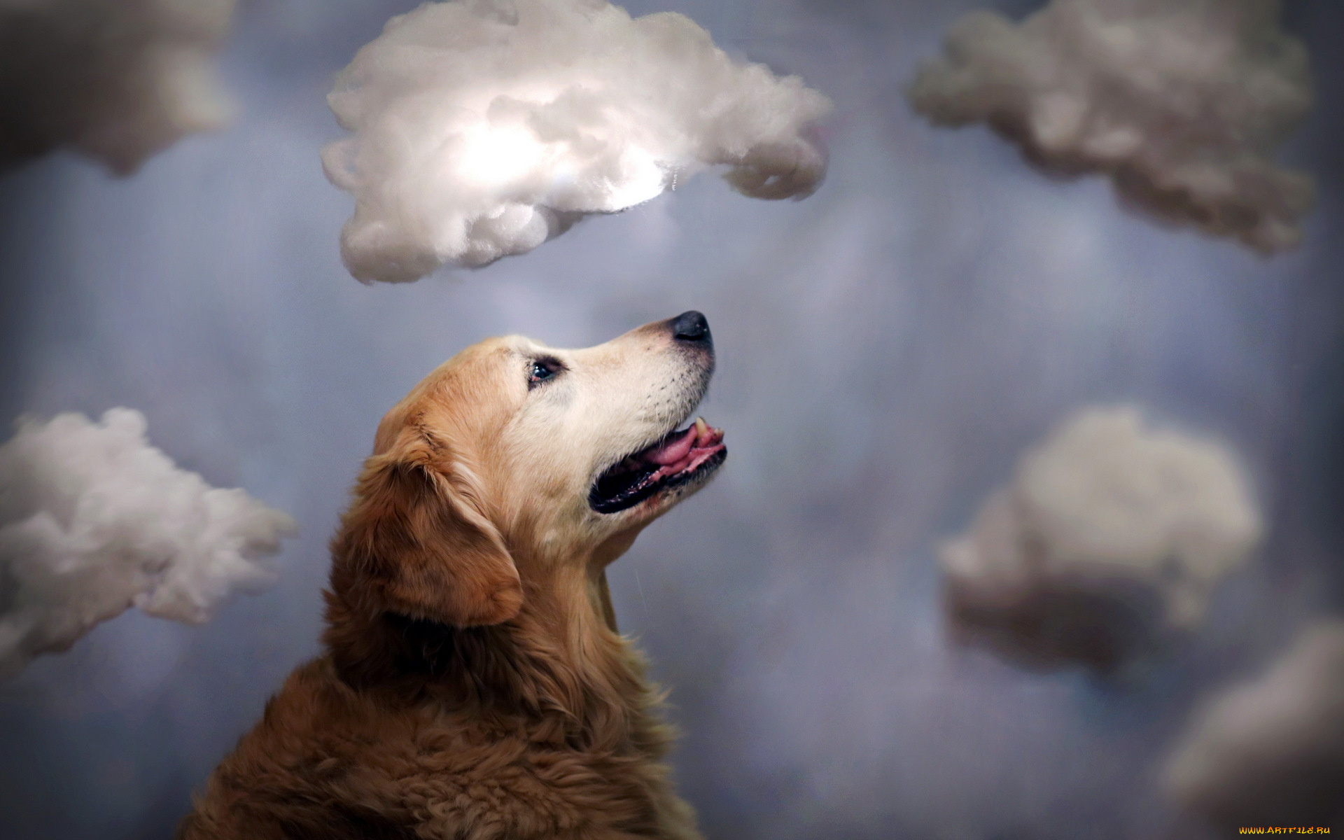 животные, собаки, облака