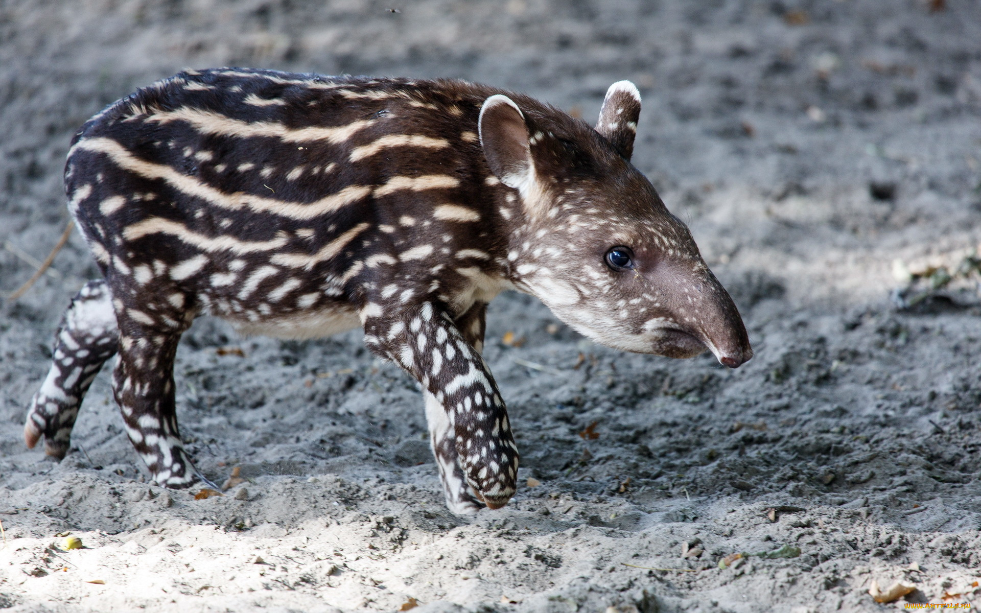 животные, тапиры, фон, природа, tapir