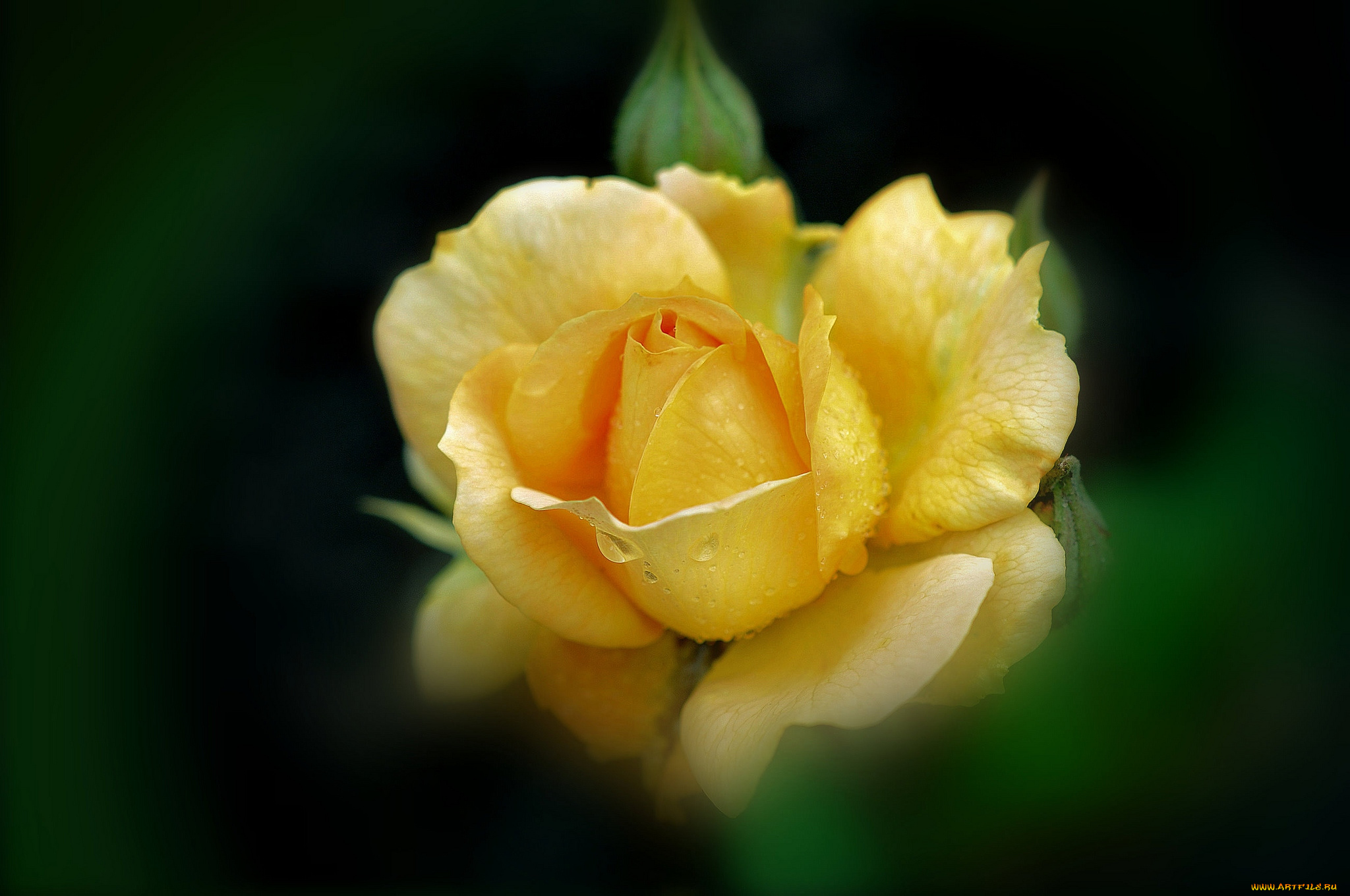 нежно-желтая роза скачать
