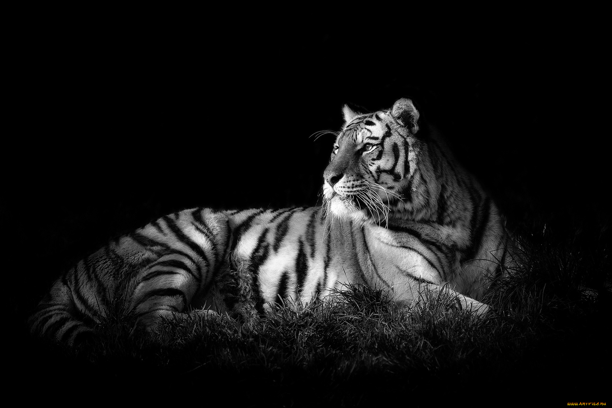 животные, тигры, хищник, сила