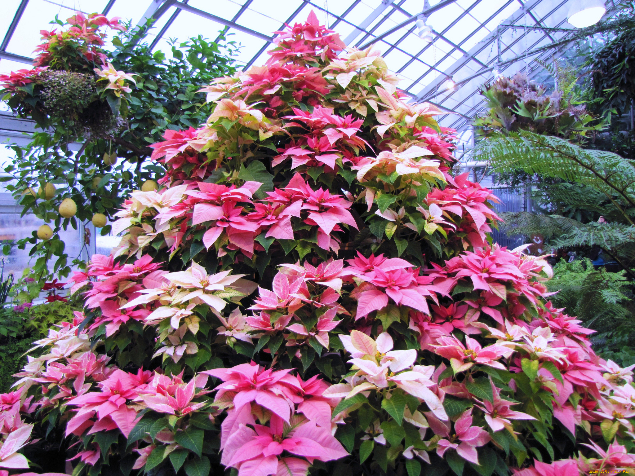 цветы, пуансеттия, poinsettia, tree