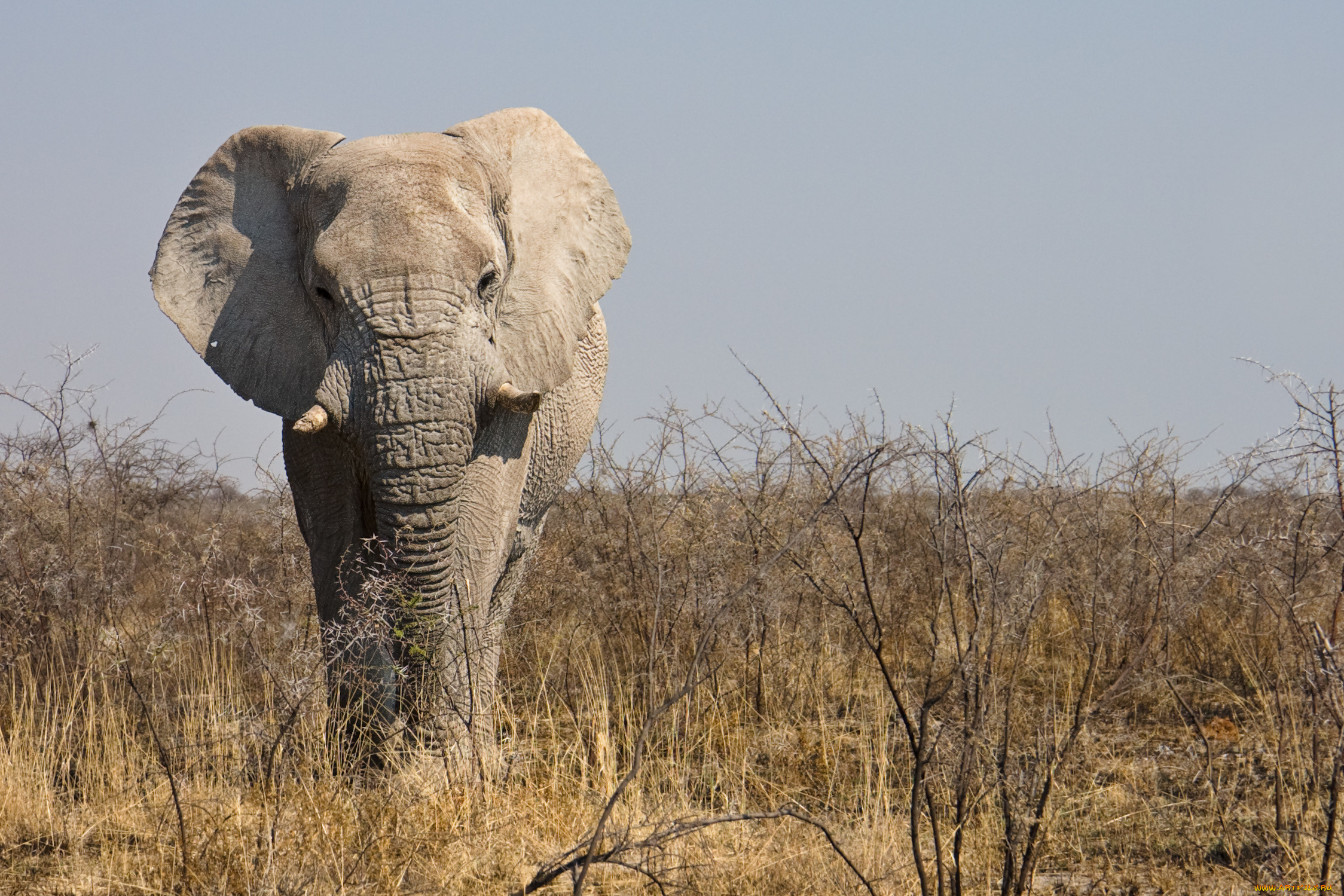 животные, слоны, саванна, самец, африканский, слон, намибия, etosha, national, park, национальный, парк, этоша