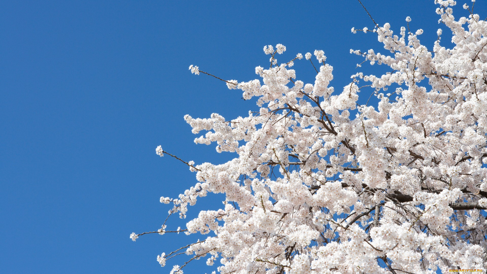цветы, цветущие, деревья, , , кустарники, bloom, spring, white, flowers, белые, сакура, sakura, cherry, вишня, дерево, tree, nature, цветение, весна