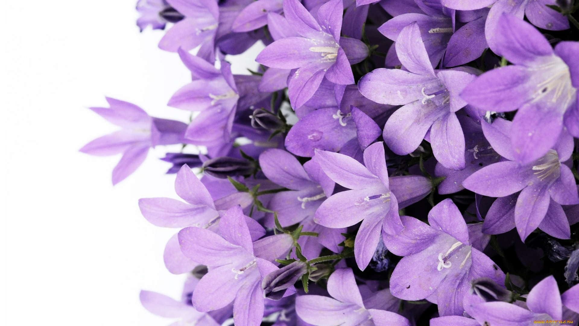цветы, колокольчики, колокольчик, bouquet, violet, flowers, purple, bluebell, bellflower, campanula, lilac, bell, сиреневый, лиловый, фиолетовый, букет