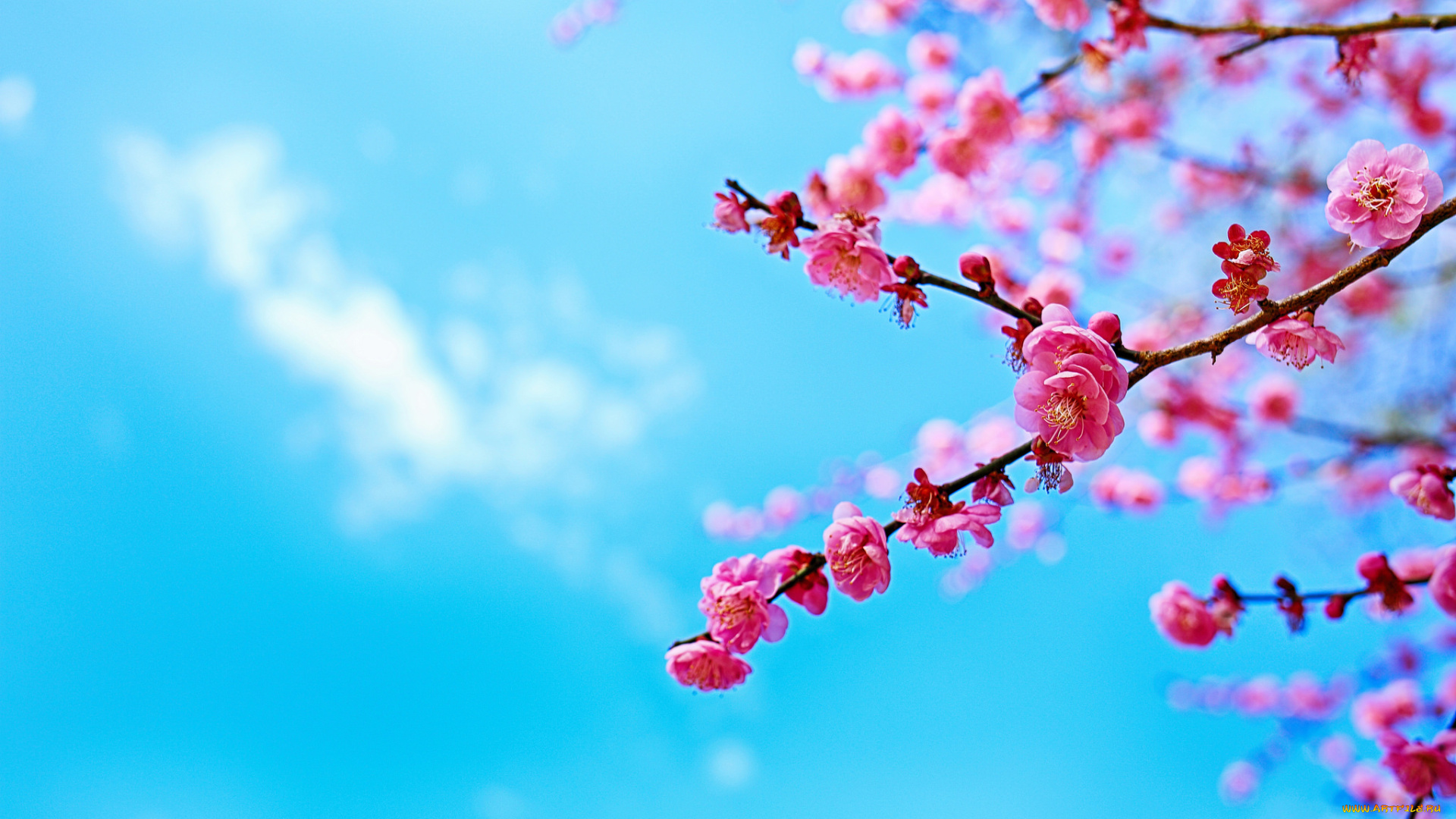 цветы, сакура, , вишня, небо, дерево, ветка, цветение, весна