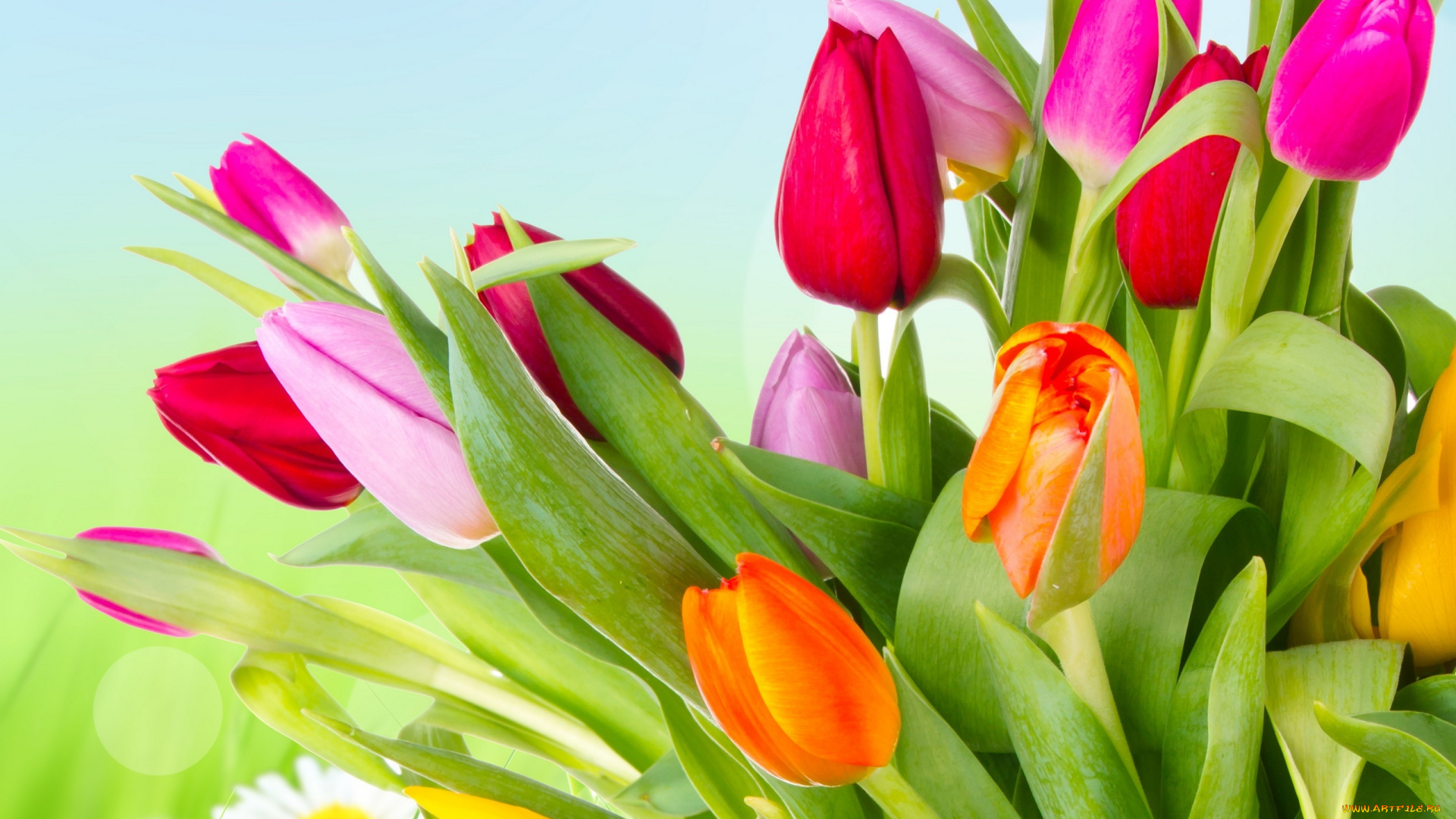 цветы, тюльпаны, orange, yellow, tulips, лепестки, розовые, красные, petals, оранжевые, разноцветные, жёлтые, pink, red, яркие, beauty, flowers, varicoloured, bright