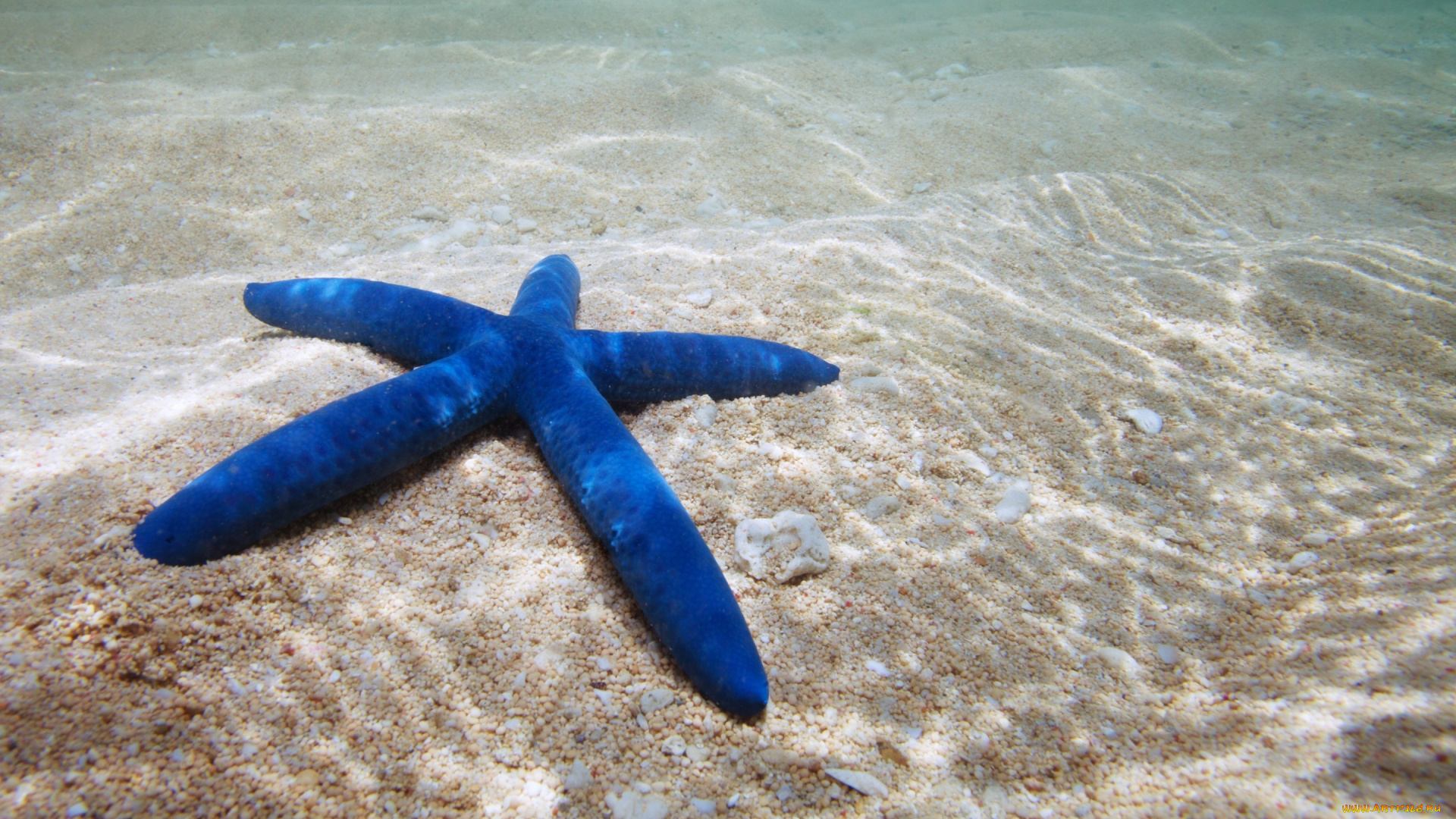 животные, морские, звёзды, морская, звезда, starfish, ocean, underwater, sand