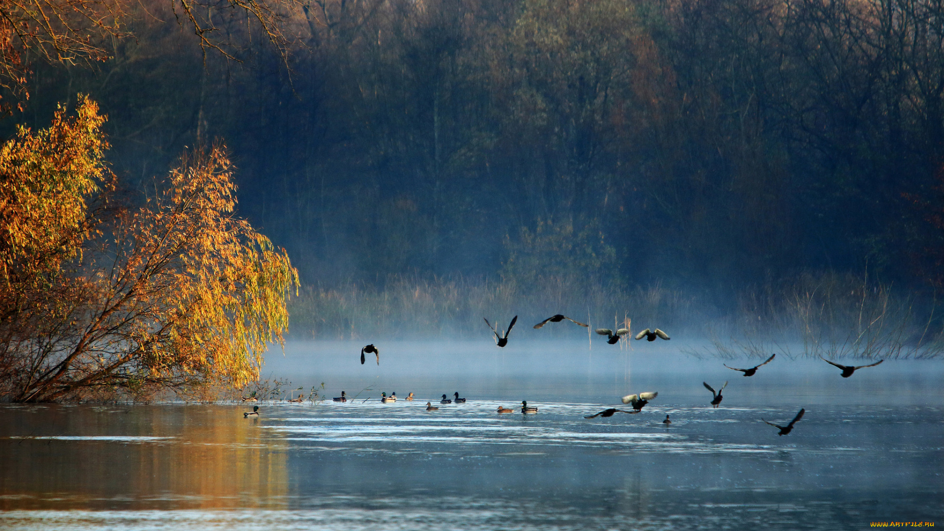 животные, утки, птицы, озеро, лес, осень