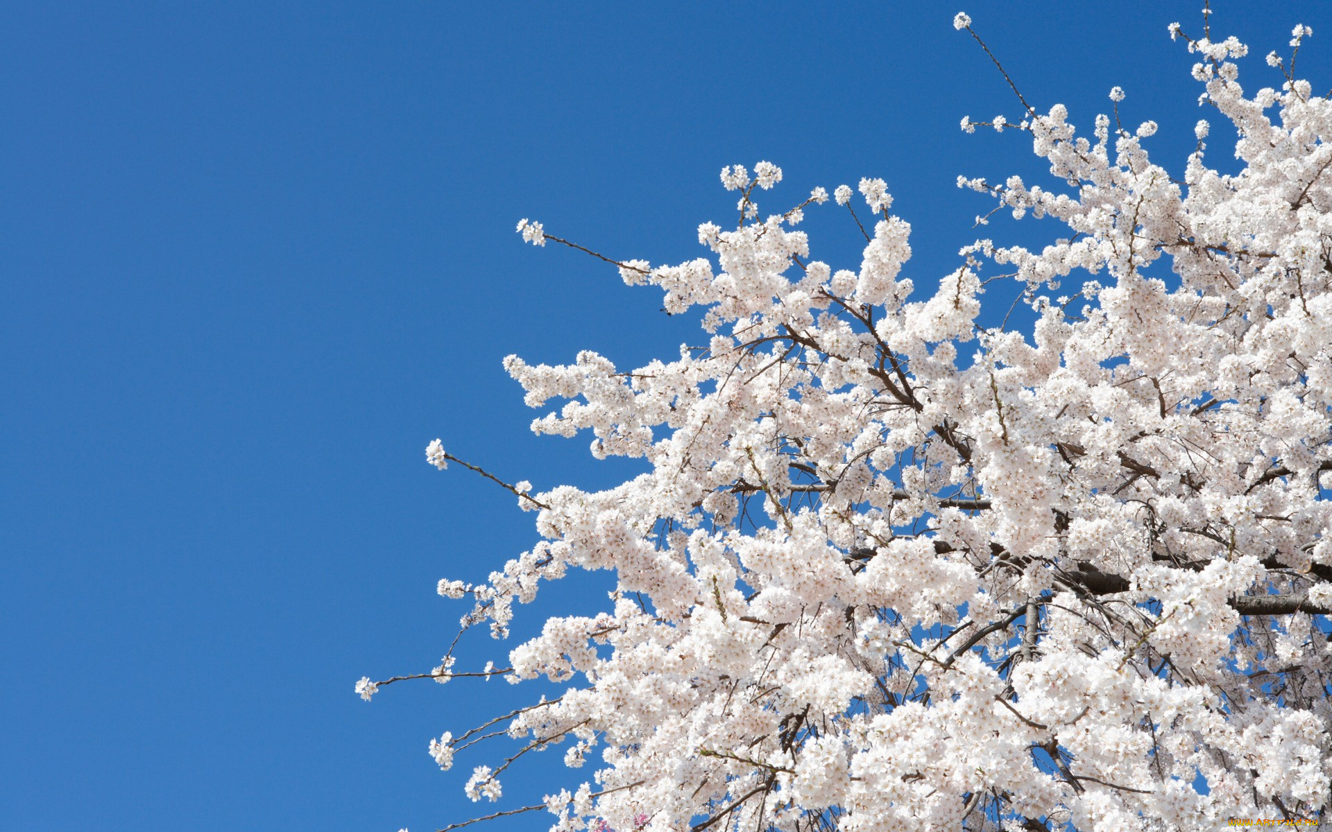 цветы, цветущие, деревья, , , кустарники, bloom, spring, white, flowers, белые, сакура, sakura, cherry, вишня, дерево, tree, nature, цветение, весна