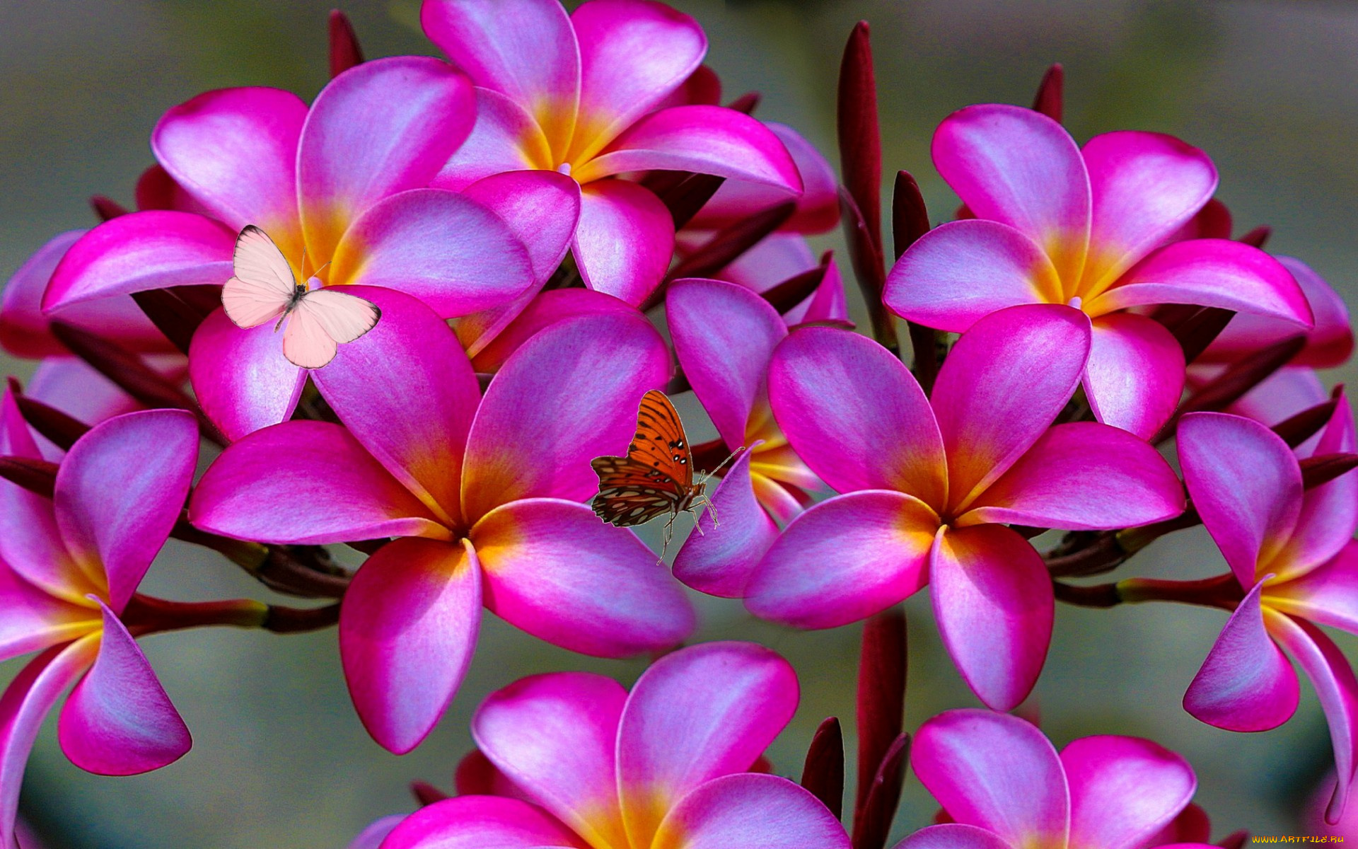 цветы, плюмерия, plumeria, дерево, бабочки, лепестки, природа