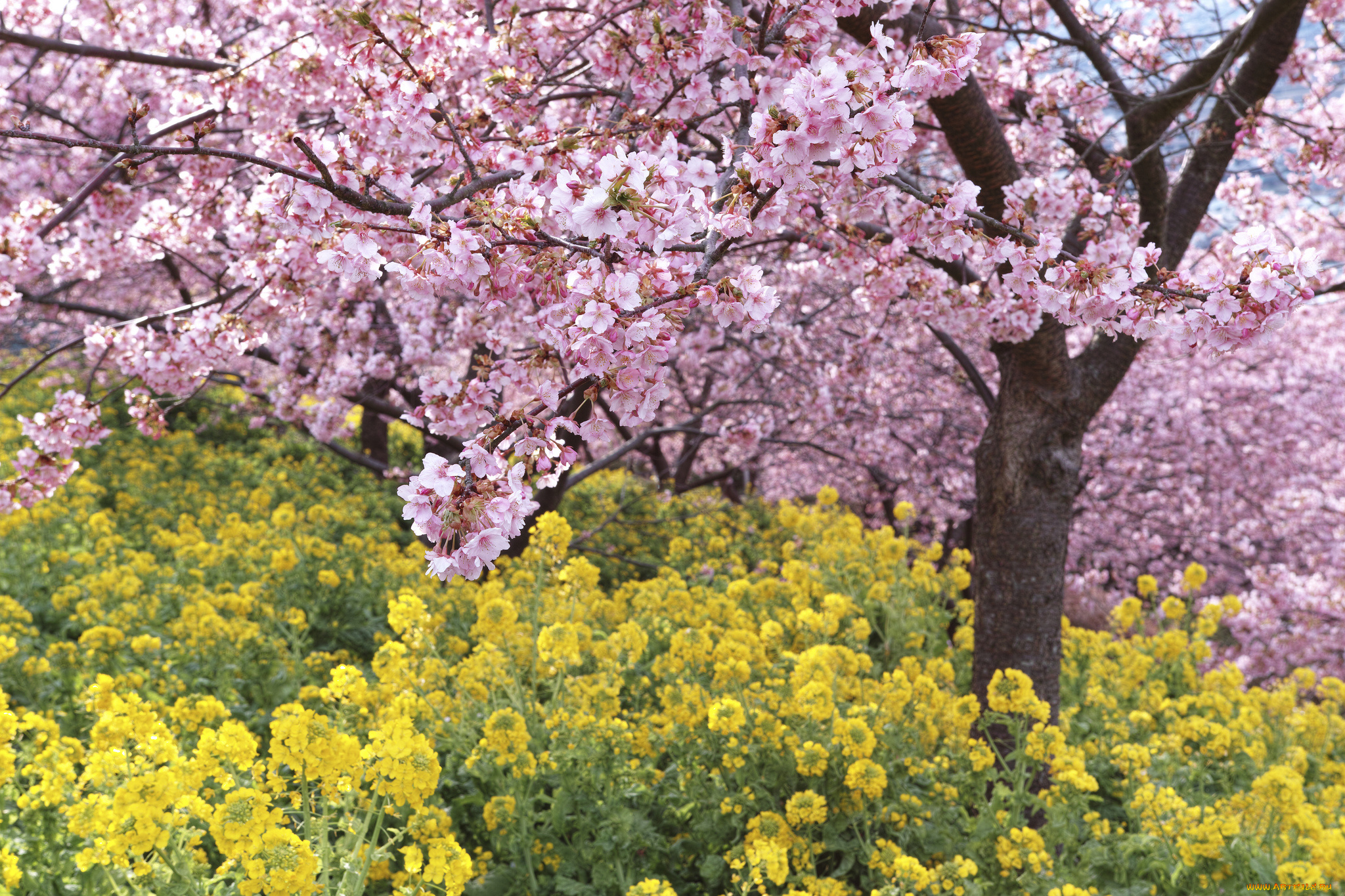 цветы, разные, вместе, takaten, весна, цветение, дерево, розовые, жёлтые