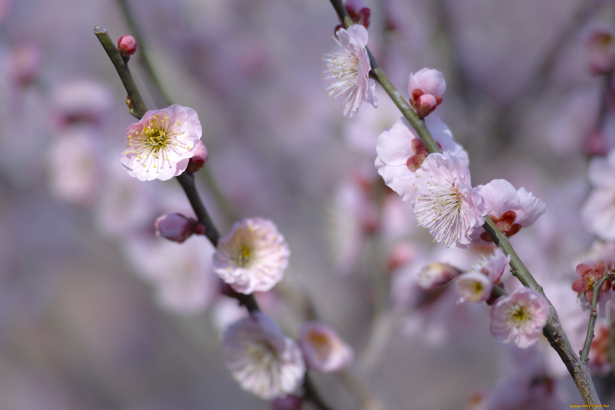 цветы, сакура, , вишня, розовые, ветки, макро, takaten