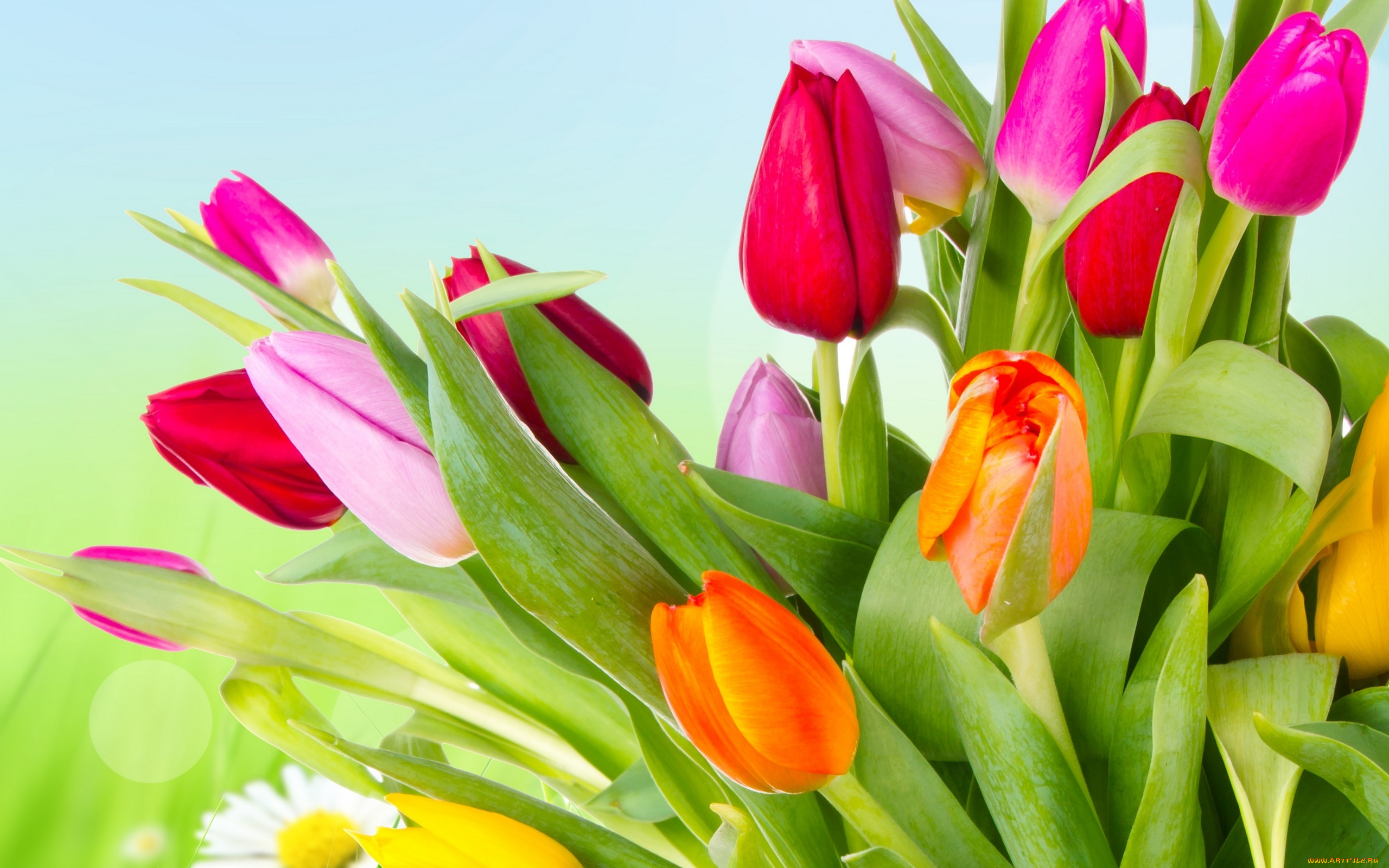 цветы, тюльпаны, orange, yellow, tulips, лепестки, розовые, красные, petals, оранжевые, разноцветные, жёлтые, pink, red, яркие, beauty, flowers, varicoloured, bright
