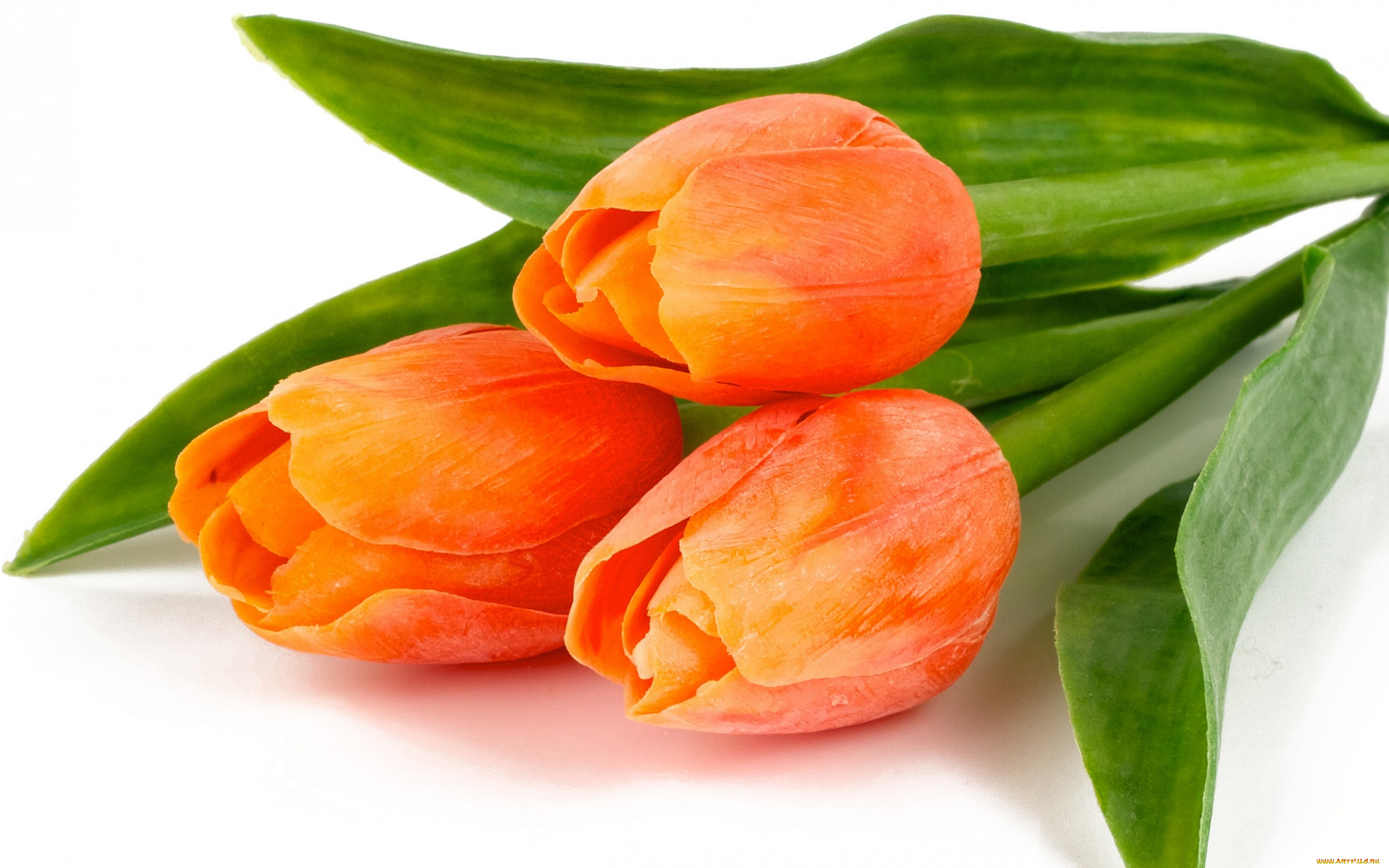 цветы, тюльпаны, красота, листья, orange, fire, bouquet, bright, flowers, tulips, лепестки, букет, оранжевые, огненные, яркие, beauty, petals