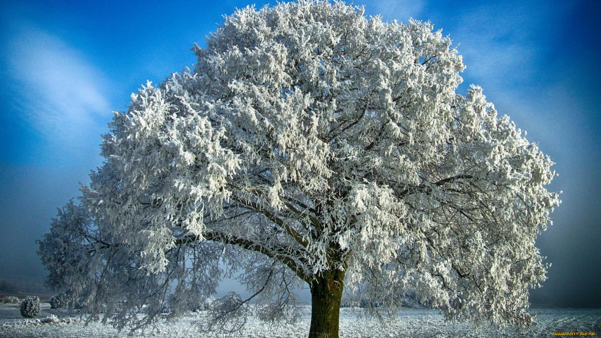 природа, деревья, дерево, снег