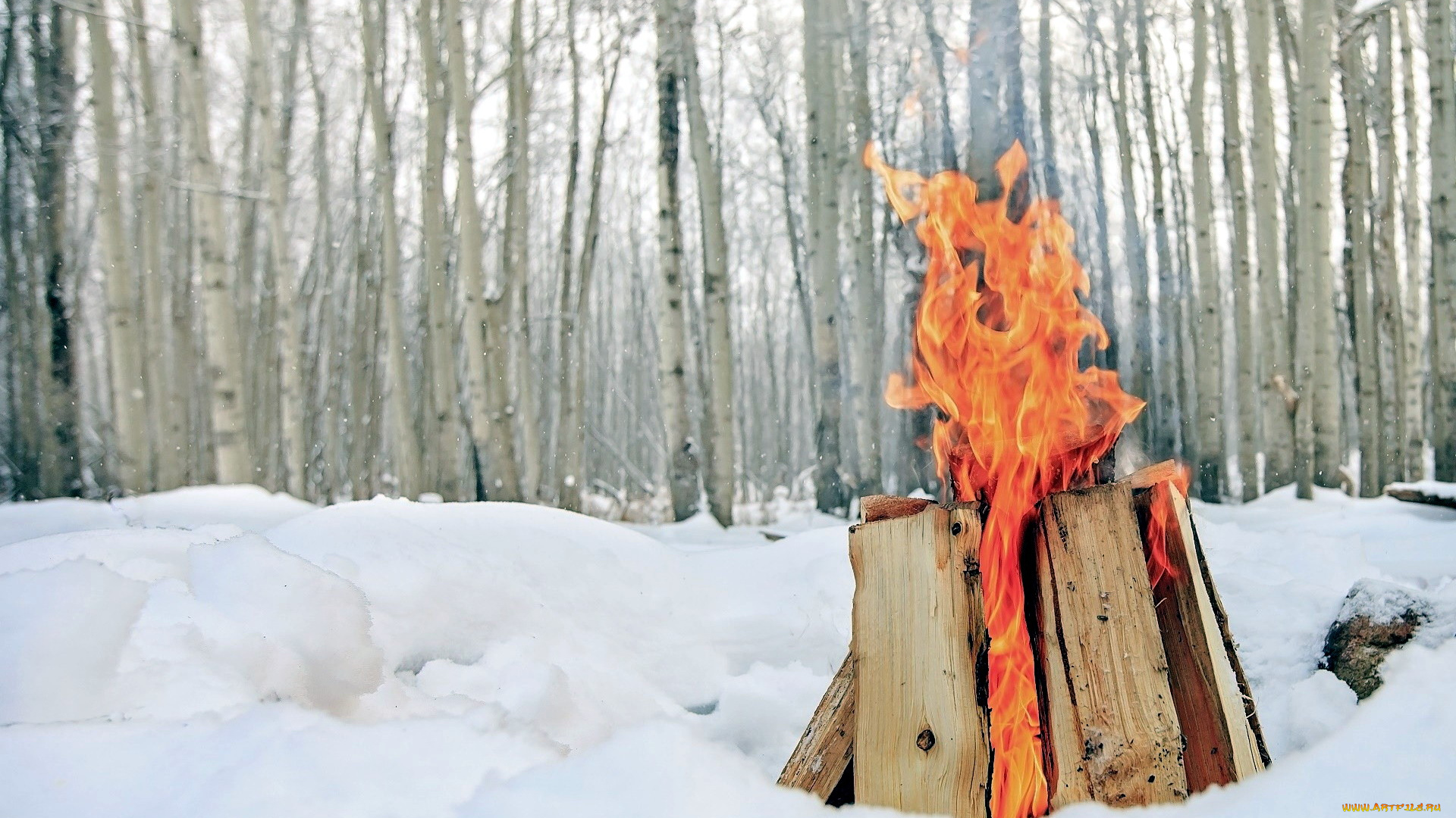природа, огонь, снег, костер, пламя
