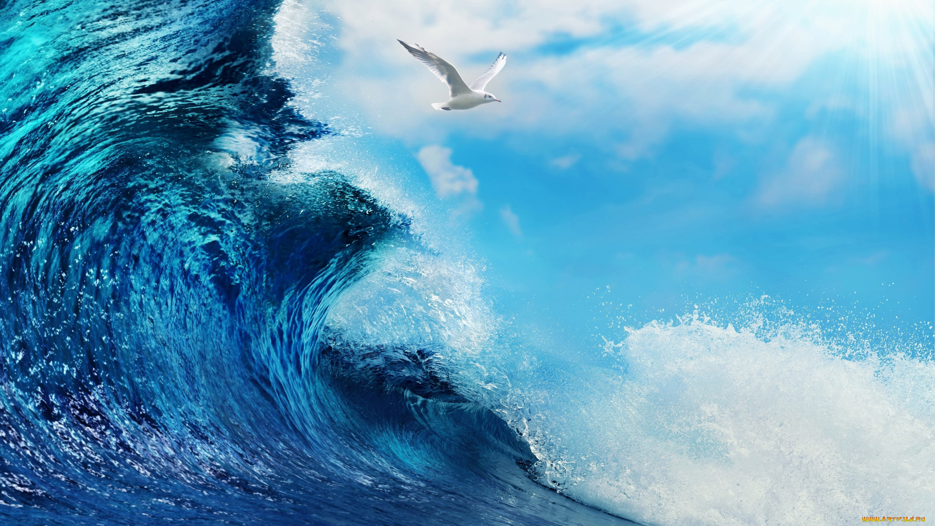 природа, вода, мощь, сила, стихия, океан, чайка, море, волна