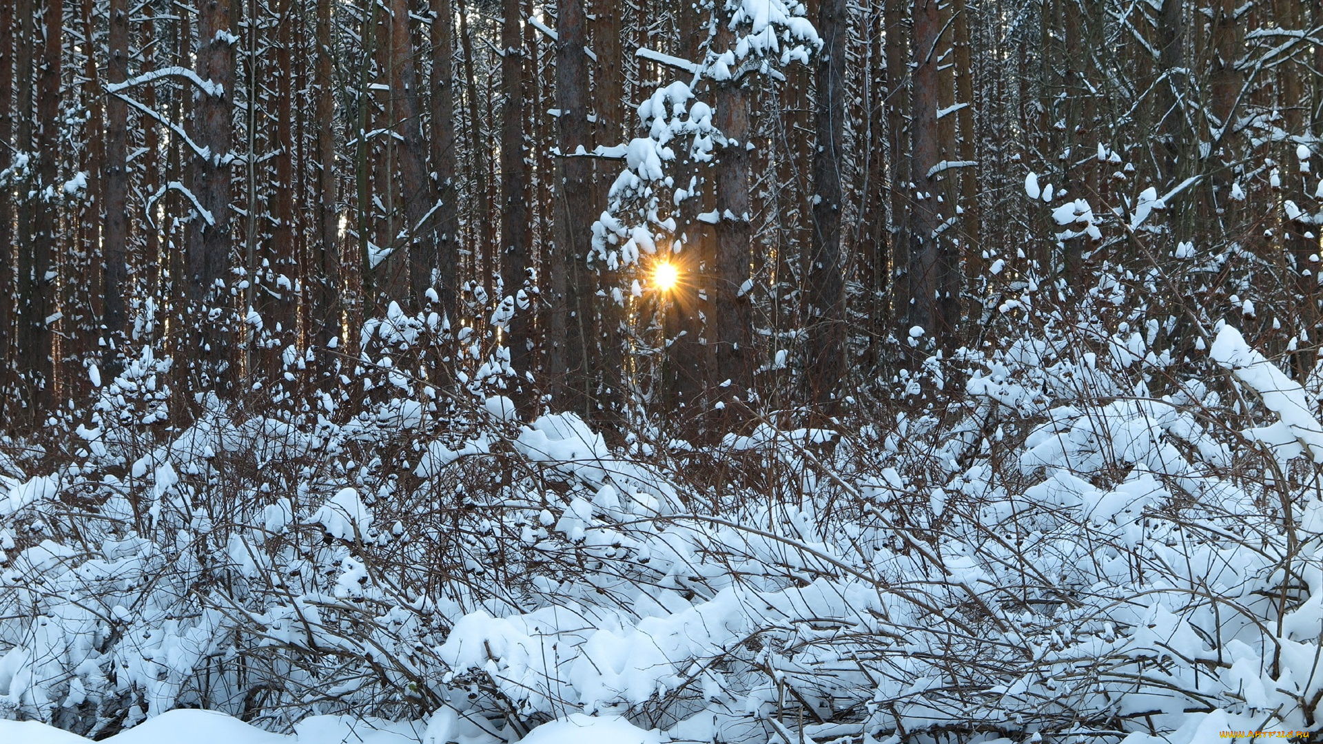 природа, зима, деревья, снег, лучи