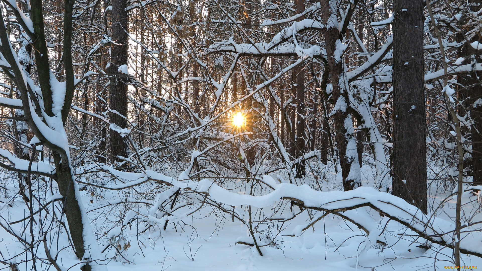 природа, зима, лучи, деревья, снег