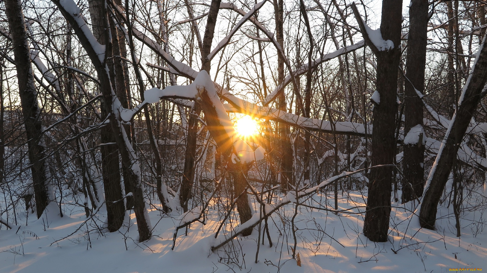 природа, зима, лучи, деревья, снег