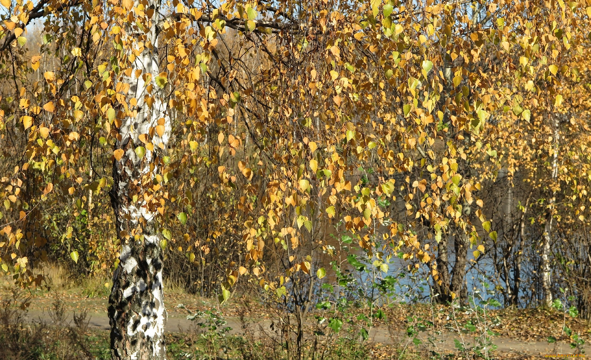 природа, деревья, осень, листъя