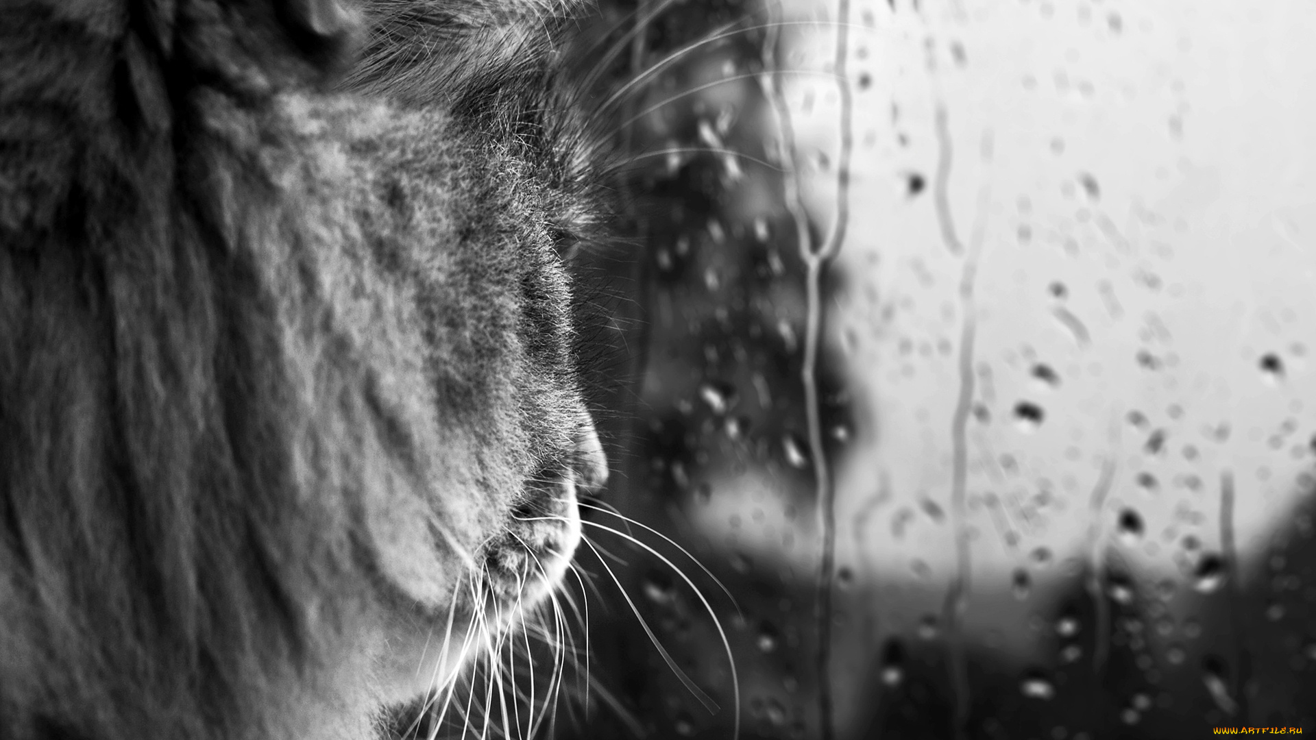 животные, коты, дождь, стекло, голова, серый, кот