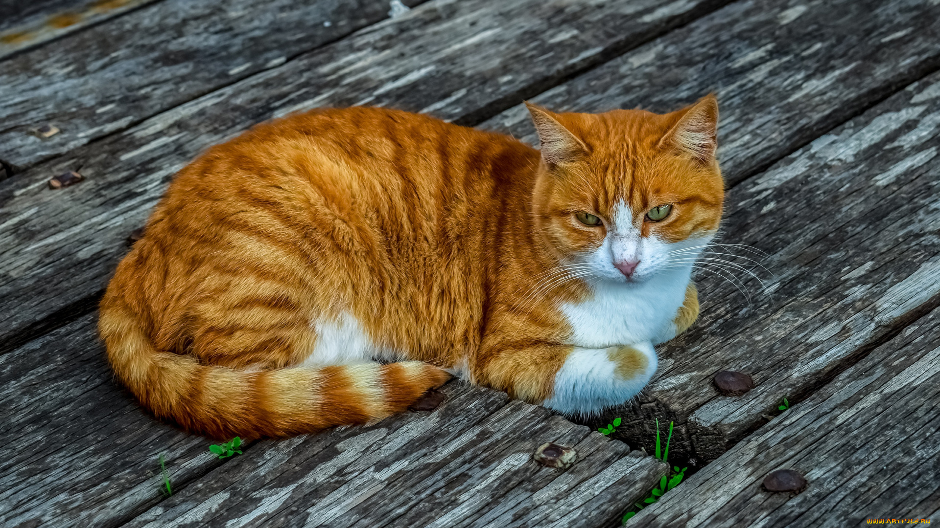 животные, коты, поза, взгляд, кот