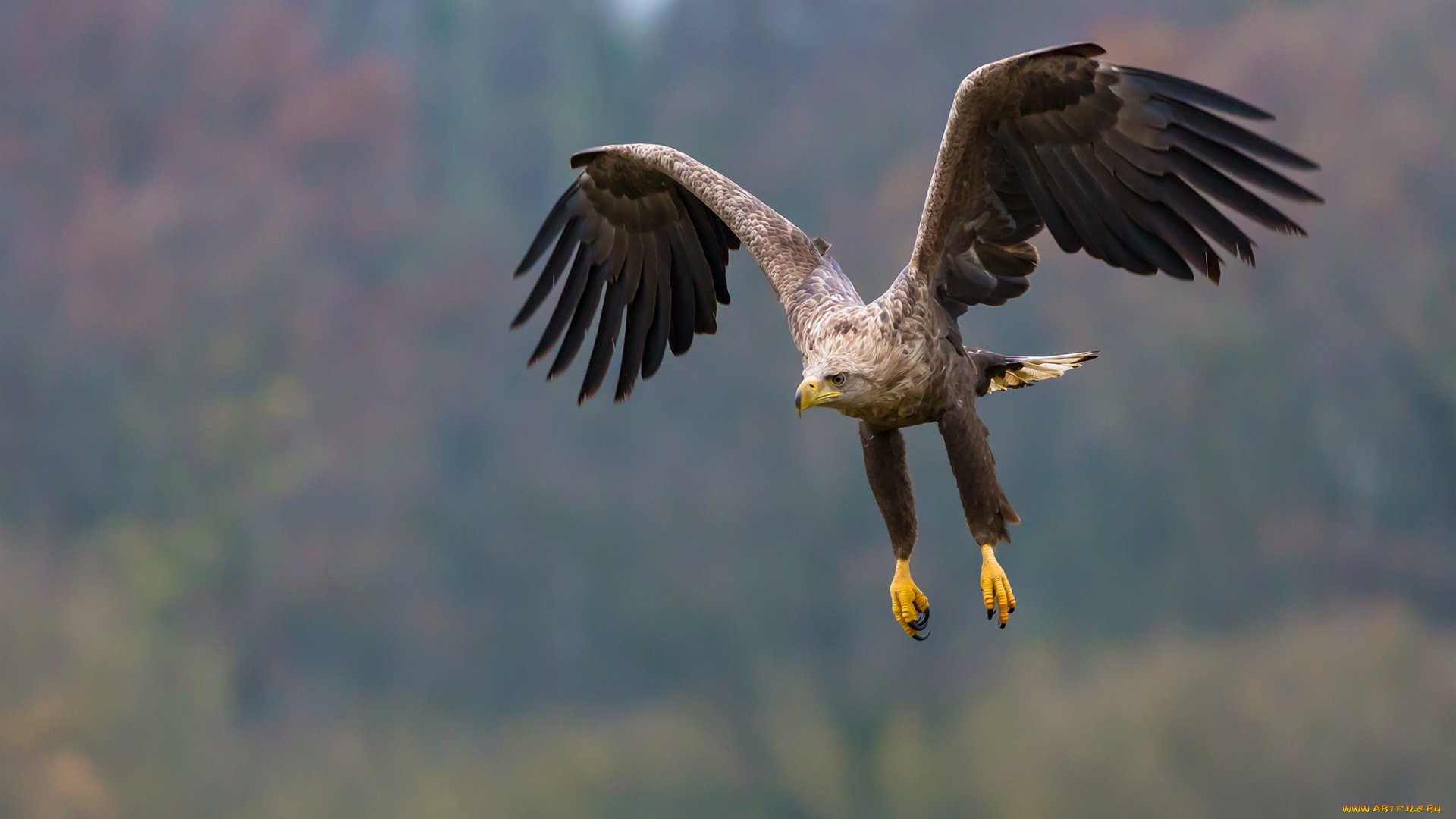 животные, птицы, -, хищники, eagle, flight, feathers